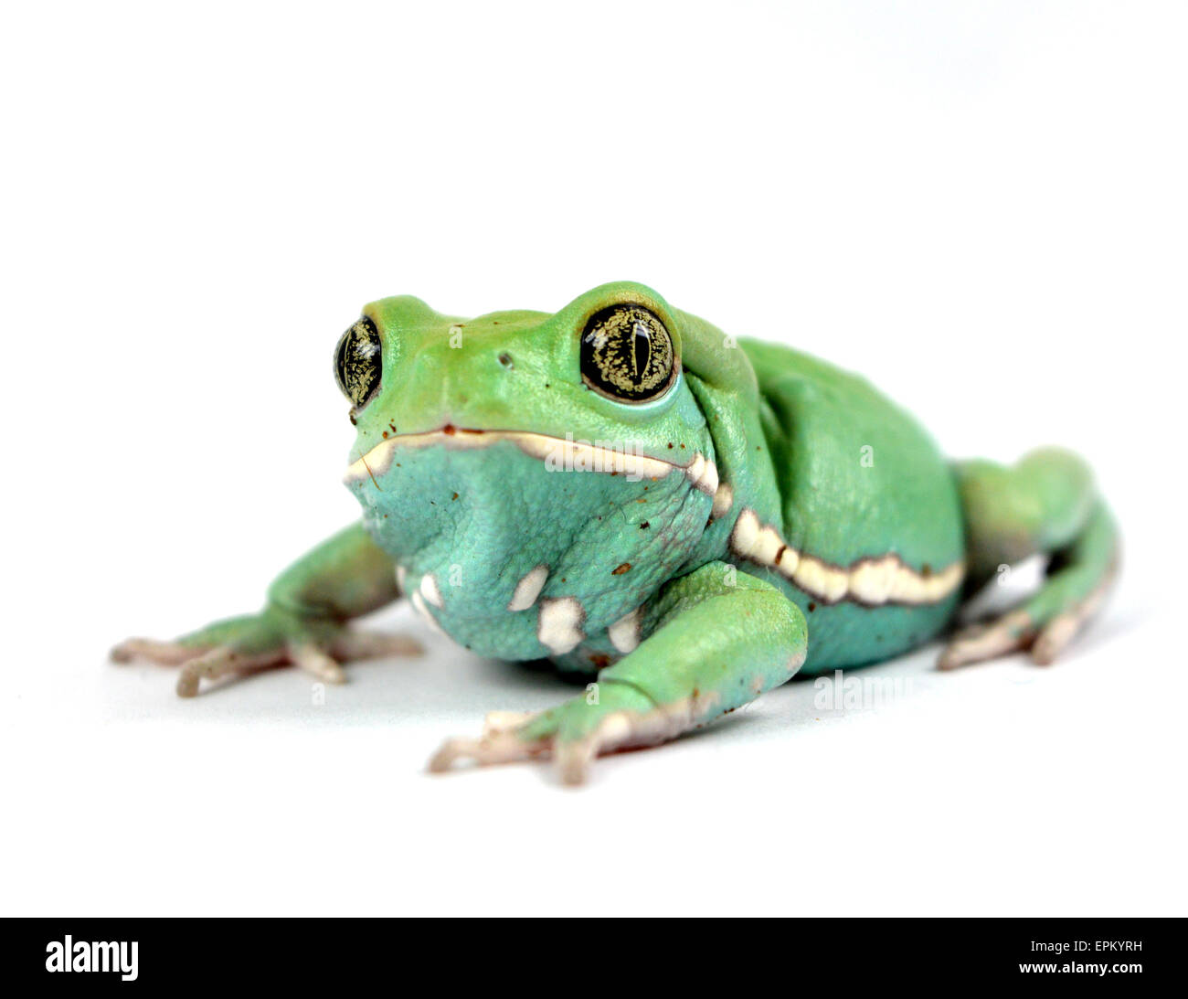 Grenouille singe cireuse(phyllomedusa sauvagii) Banque D'Images