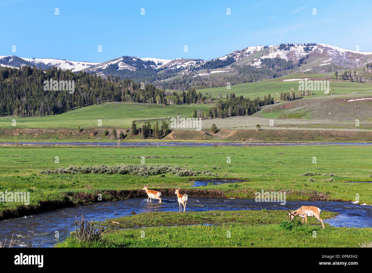 USA, Wyoming, Yellowstone Nationalpark, les antilopes d'eau passage Banque D'Images
