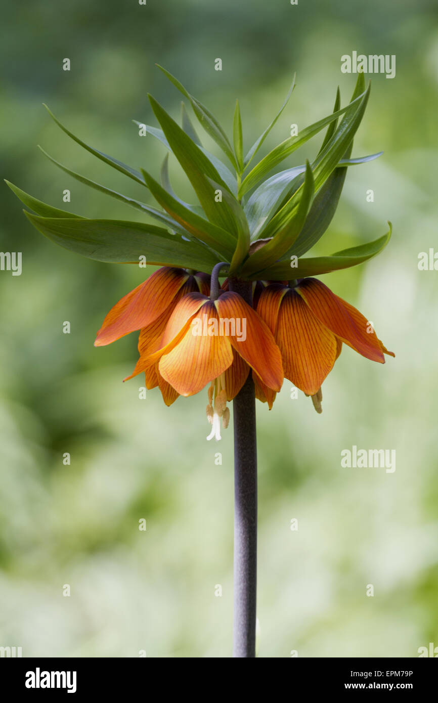 Fritillaria imperialis Banque D'Images