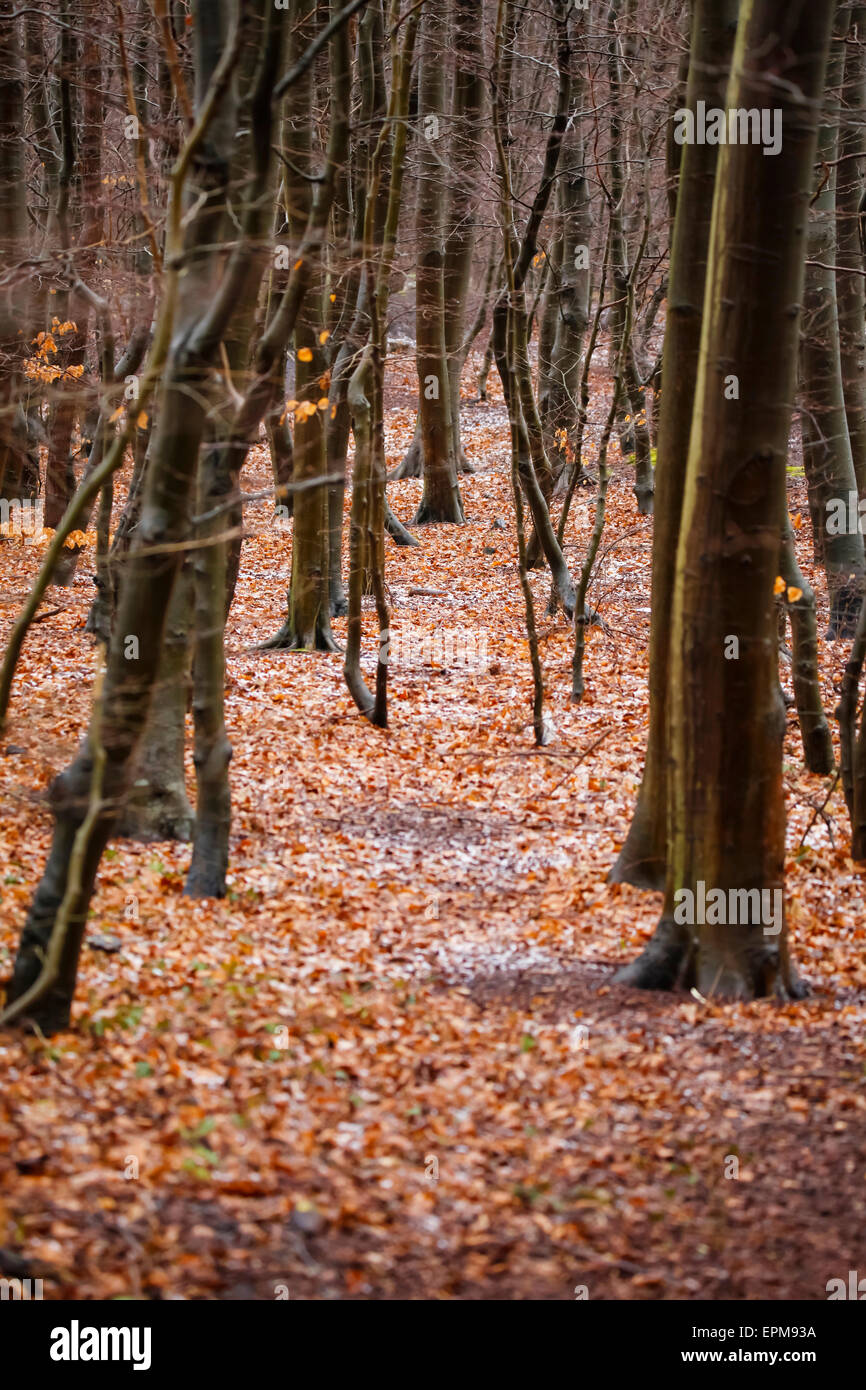 Allemagne, Fischland Darss Zingst, les feuilles d'automne couvrant le sol dans la forêt Banque D'Images