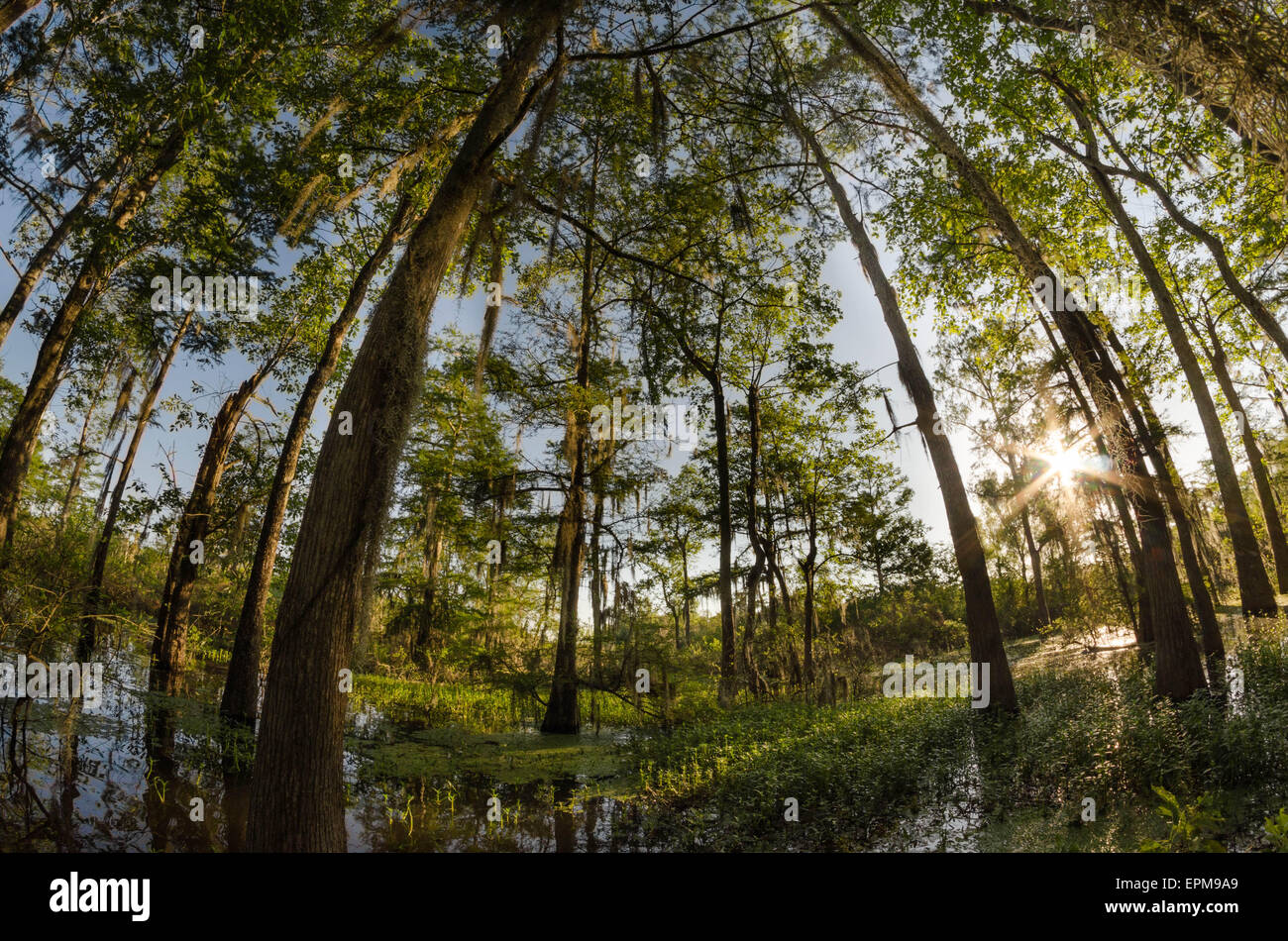 Lever du soleil de la Louisiane Banque D'Images