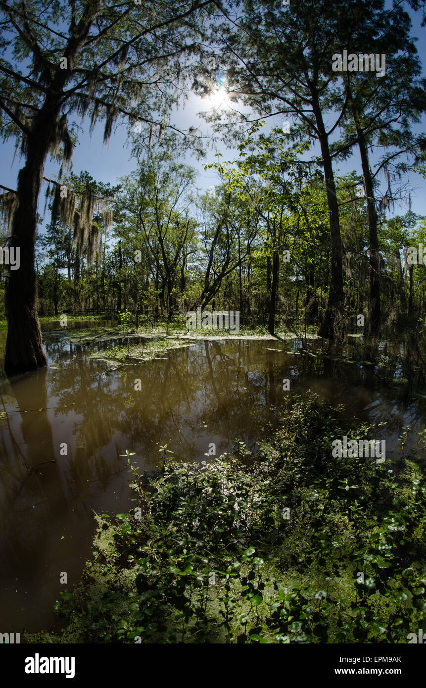 Lever du soleil de la Louisiane Banque D'Images