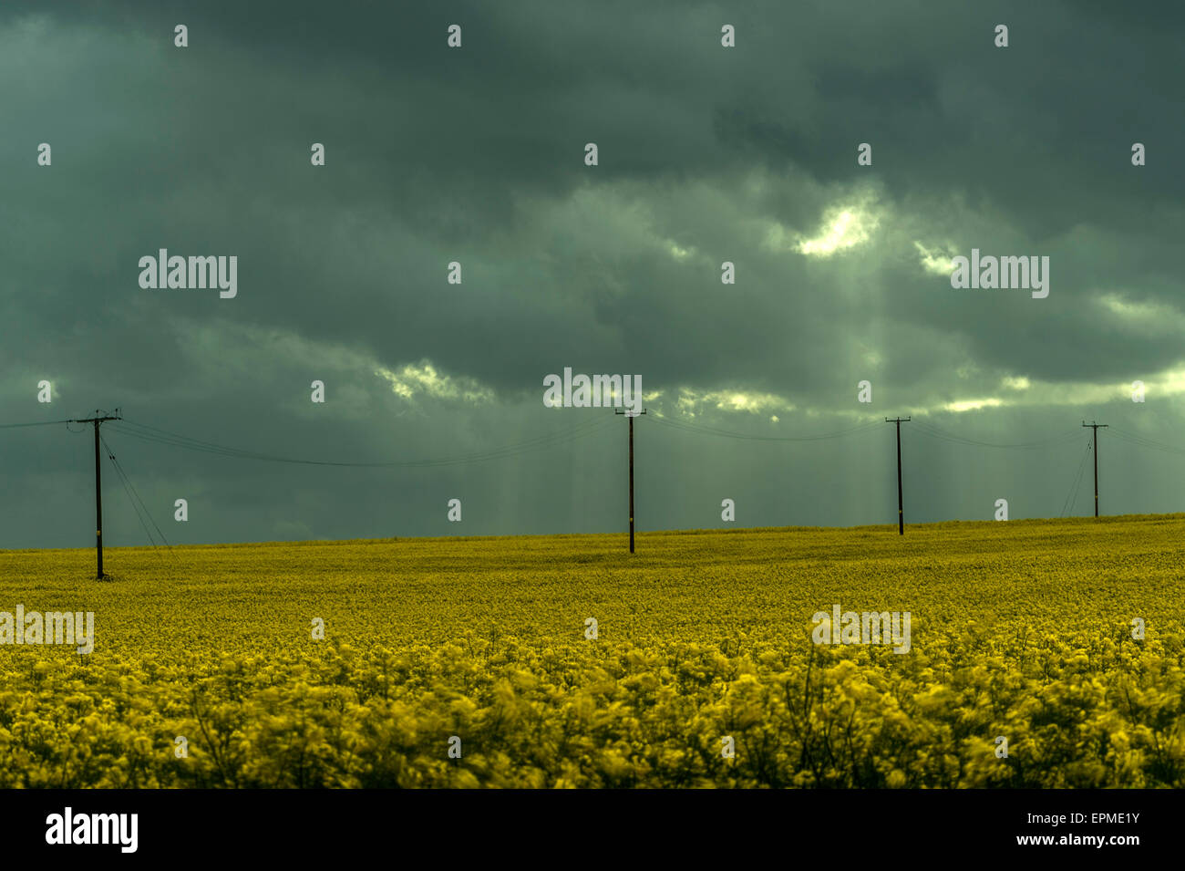 Paysage du comté anglais- Dark storm clouds Ft. Champ de colza d'or Banque D'Images