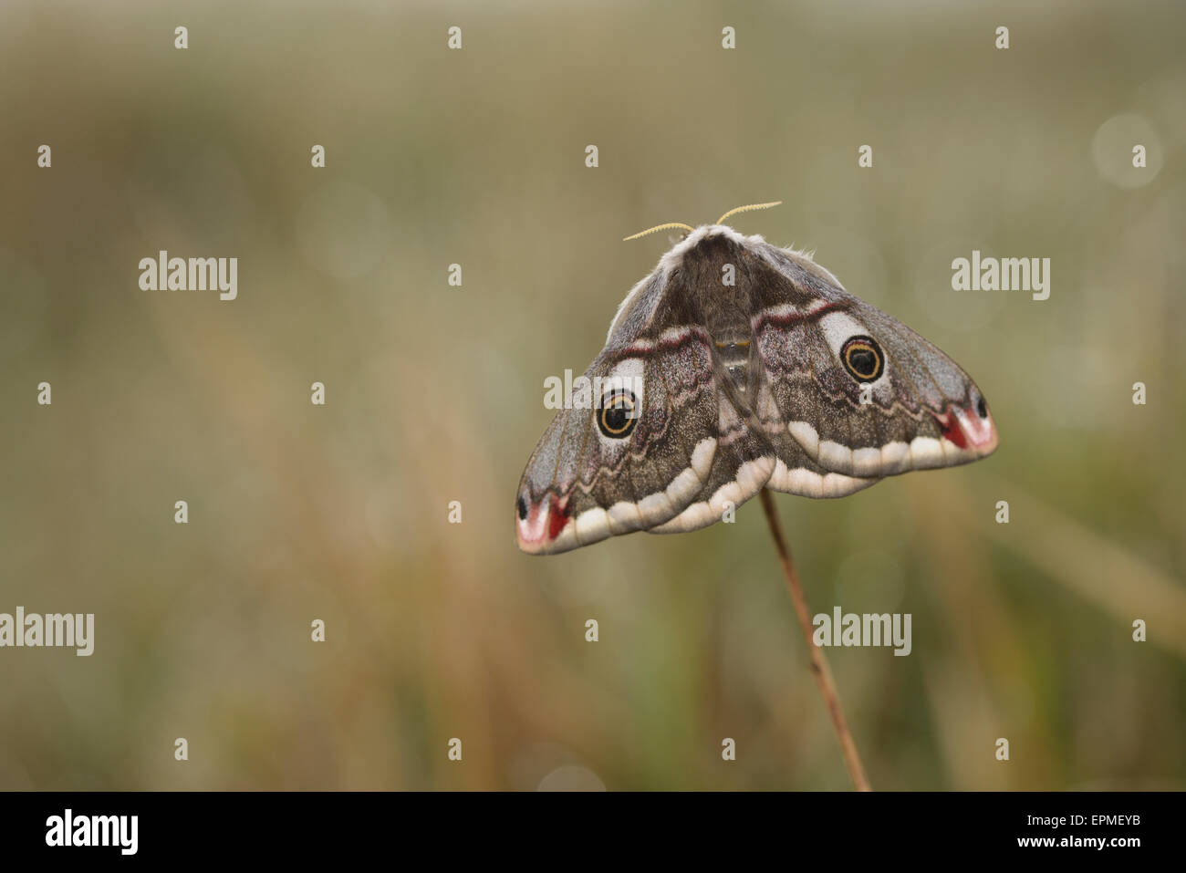 Papillon empereur, Saturnia pavonia, femme Banque D'Images