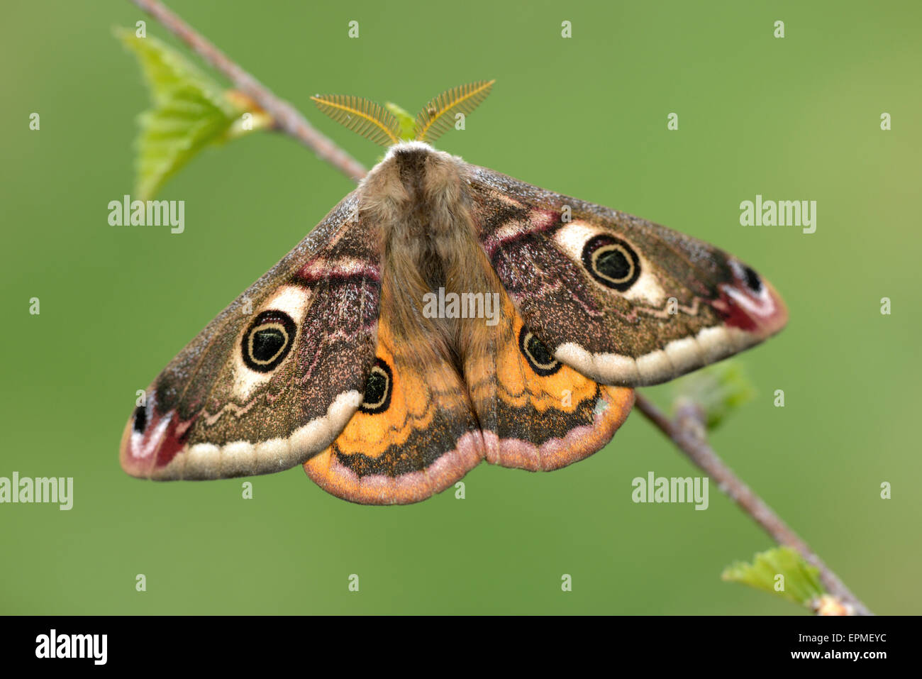 Papillon empereur, Saturnia pavonia, homme Banque D'Images