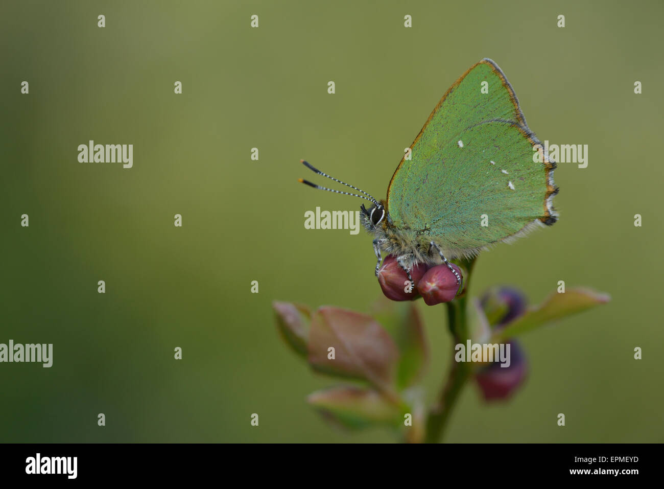 Green hairstreak Callophrys rubi, Banque D'Images