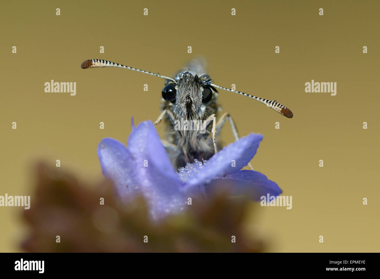 Pyrgus malvae Grizzled skipper, Banque D'Images