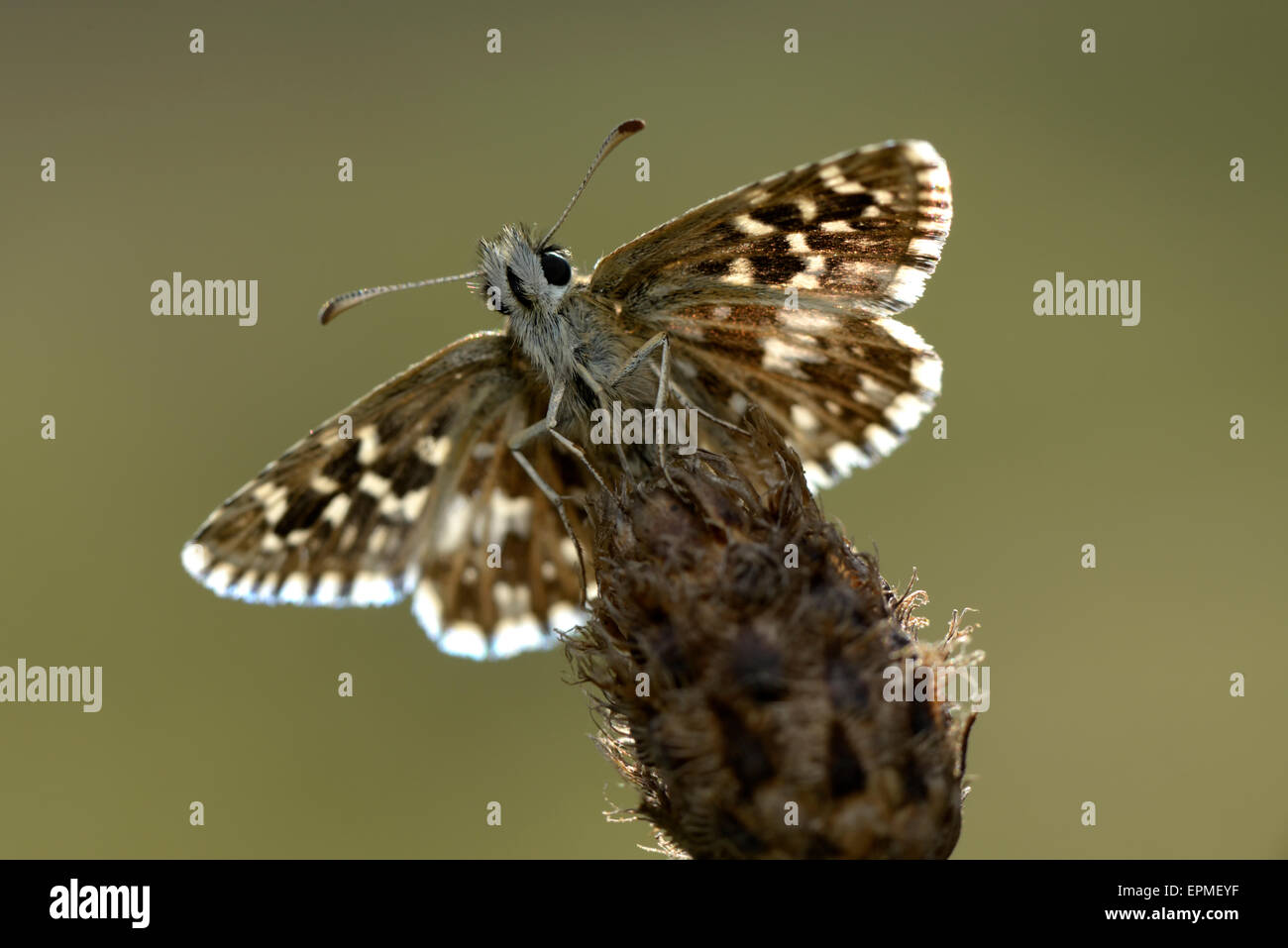 Pyrgus malvae Grizzled skipper, Banque D'Images