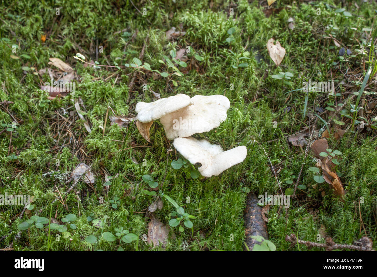 Moutons blancs champignons polypores, dans la forêt Banque D'Images