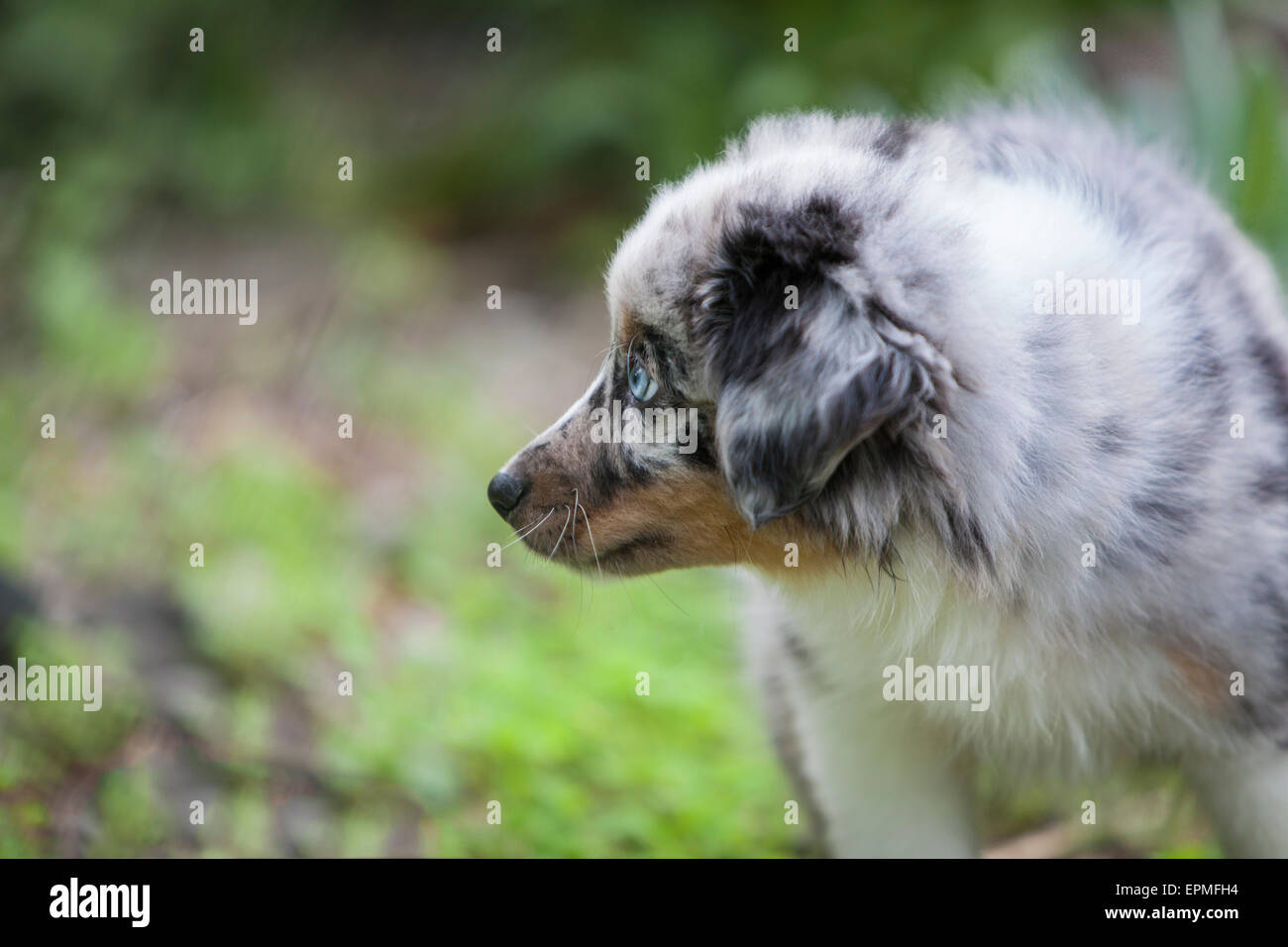 Chiots berger australien sont agiles, énergique et mature dans l'élevage  d'une valeur et les chiens fidèles compagnons qui veulent s'il vous plaît  Photo Stock - Alamy
