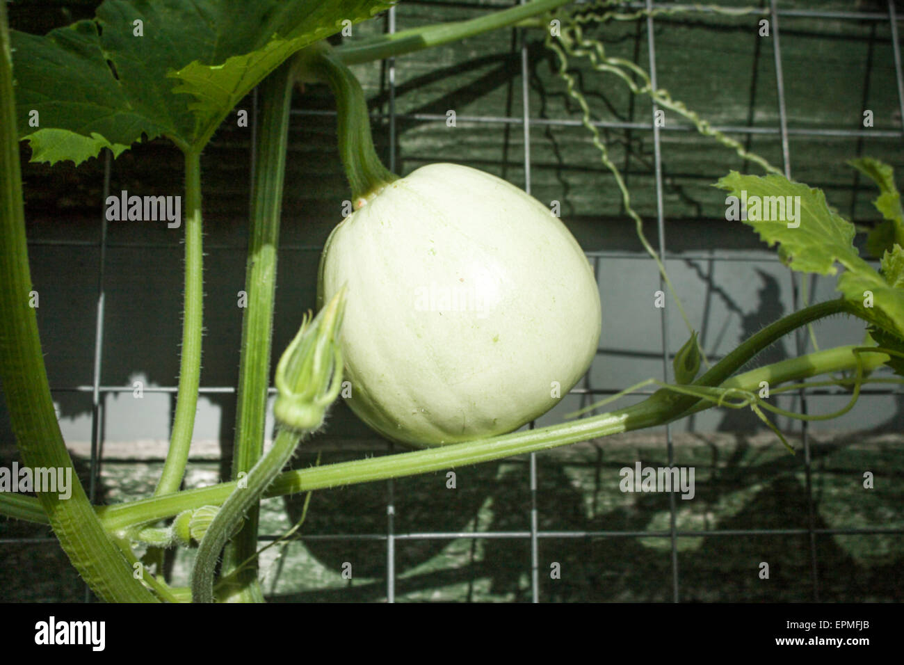 Une citrouille de taille moyenne, vert utilisé pour la décoration. Banque D'Images