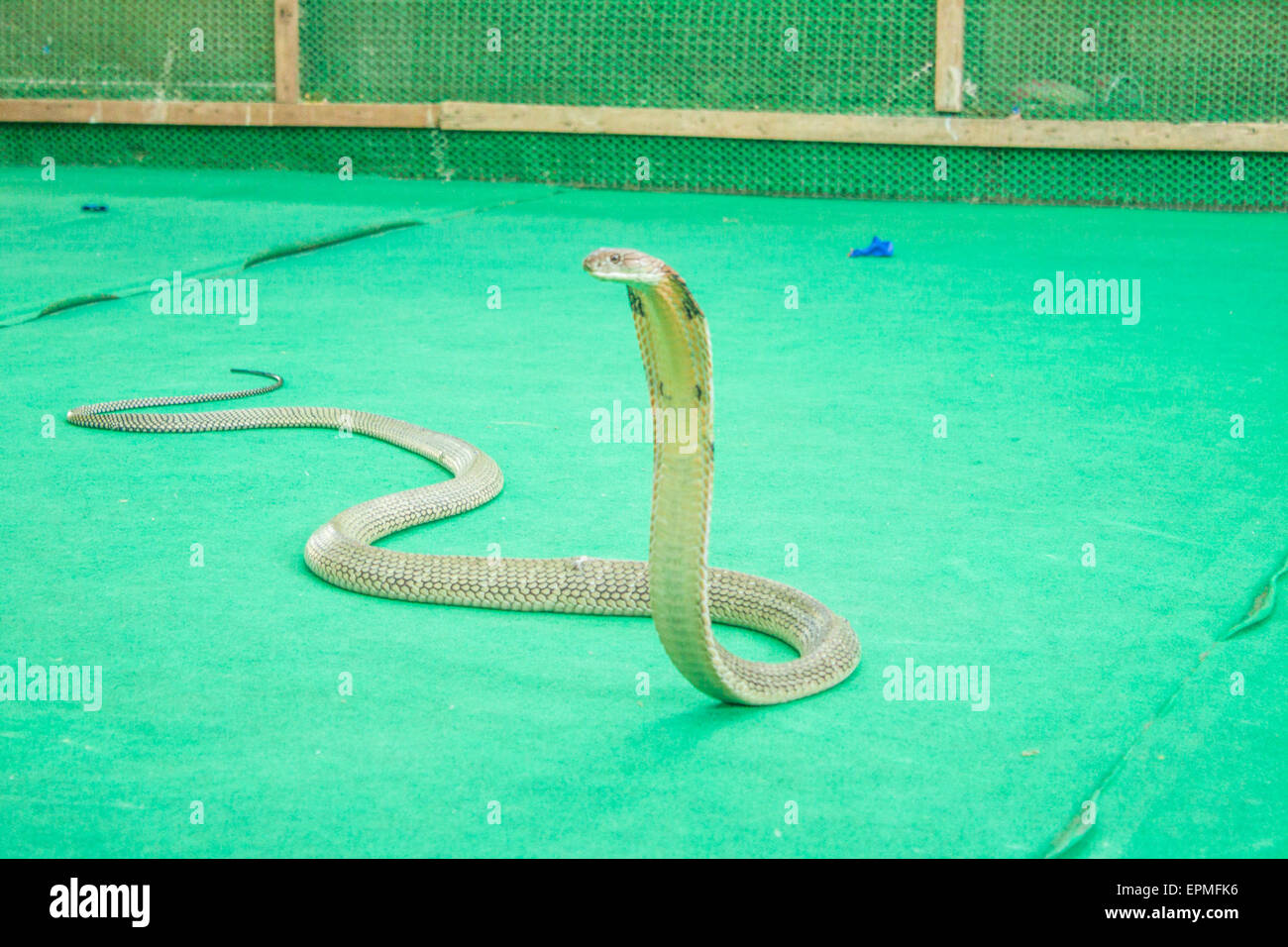 King Cobra sur un spectacle de serpents, à Koh Samui, Thaïlande Banque D'Images