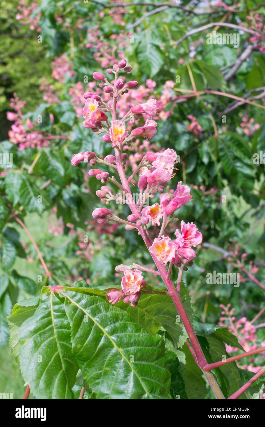 Rose Fleur d'un hybride Marronnier Aesculus × carnea arbre - Banque D'Images