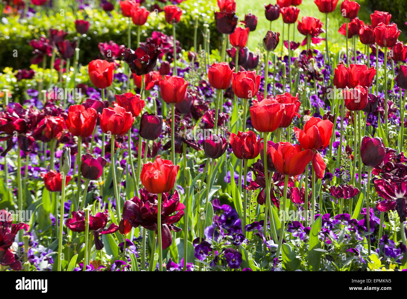 Domaine de tulipes dans le jardin Amsterdam Pays-Bas Banque D'Images