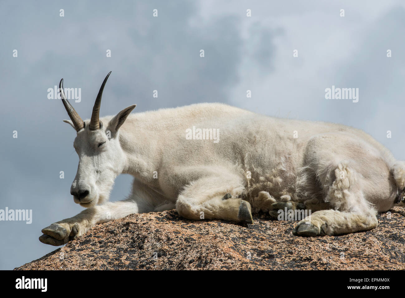 Photos de la faune du colorado Banque de photographies et d’images à haute résolution Alamy