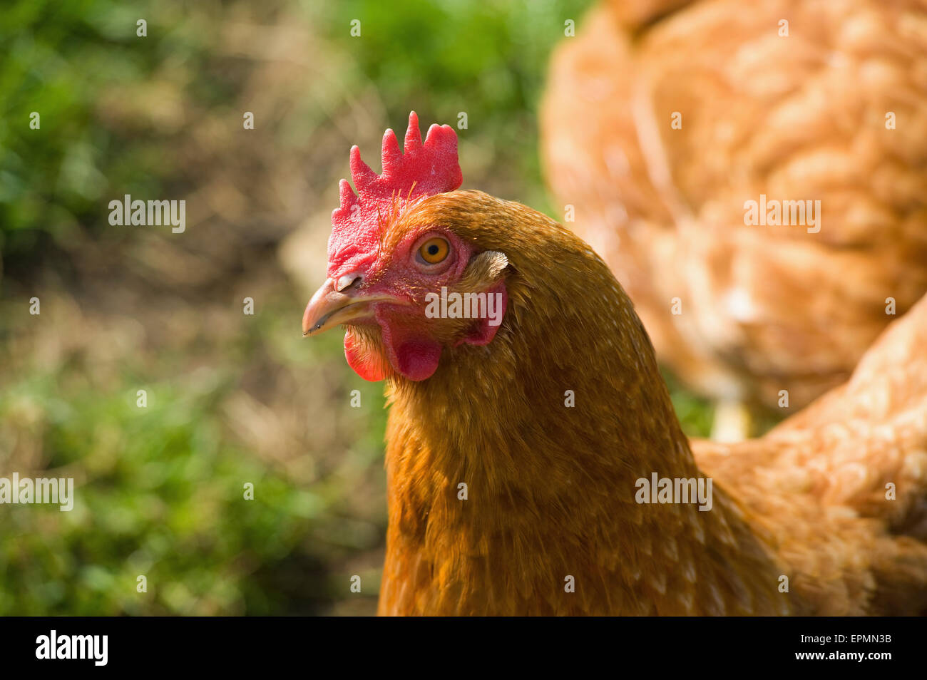 Une poule, un poulet, près de la tête et coxcomb. Banque D'Images