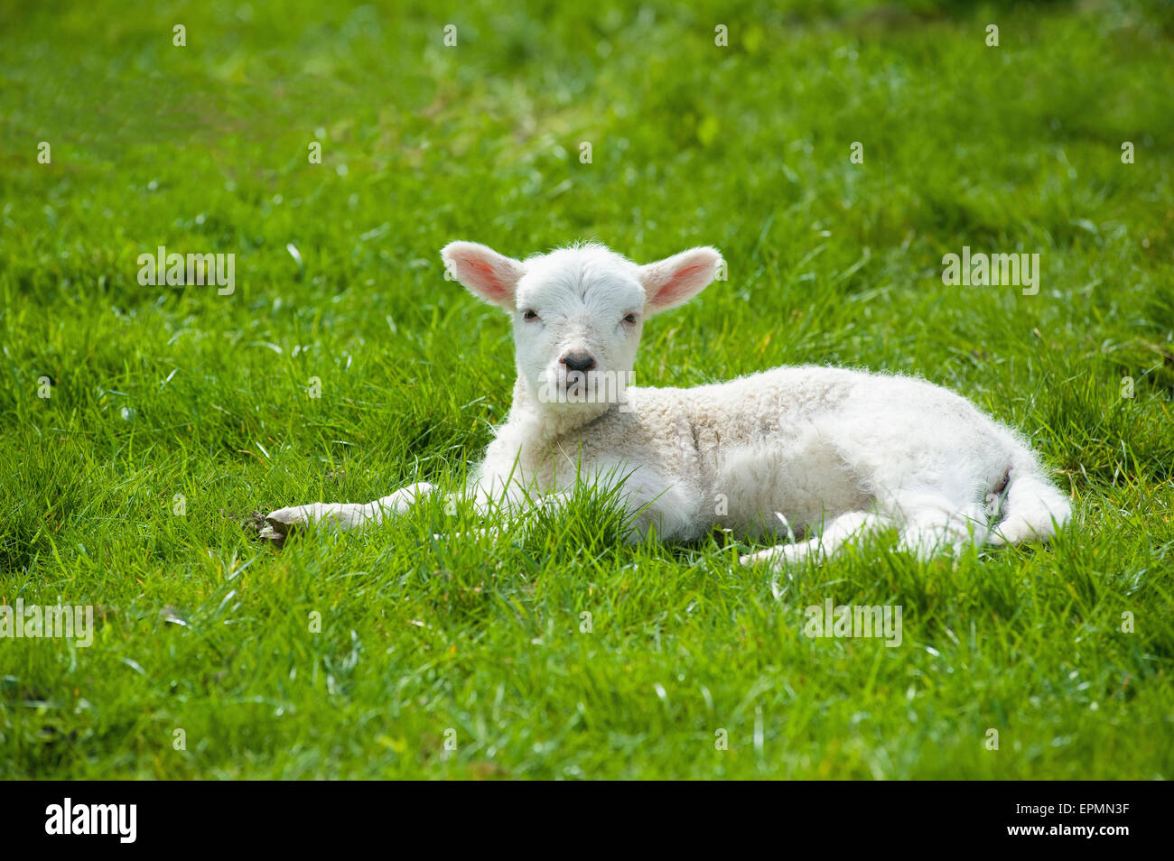 Un petit jeune agneau à la fourrure blanche, allongé sur l'herbe avec sa tête en haut Banque D'Images