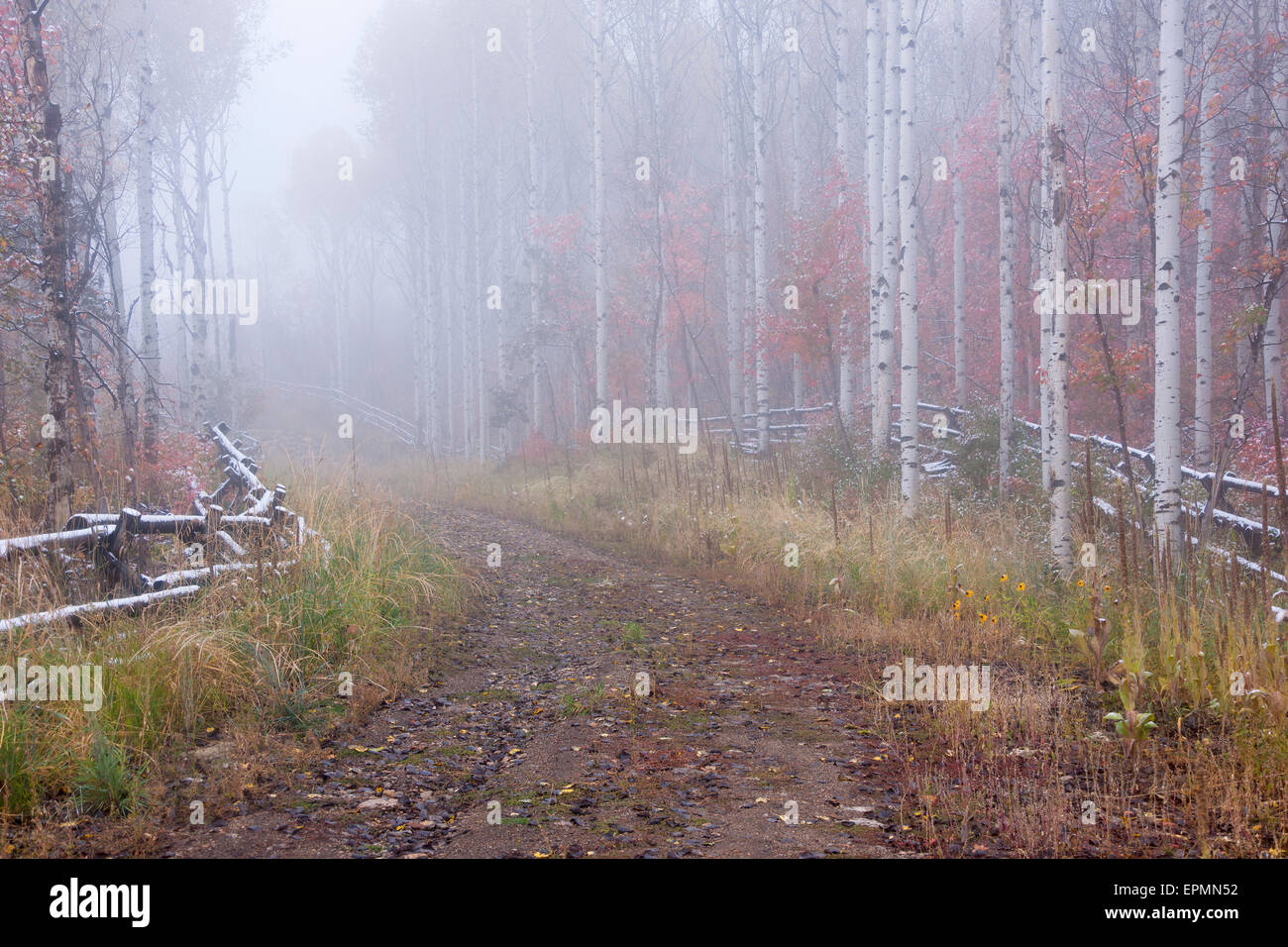 Couleurs d'automne dans les montagnes Wasatch Banque D'Images