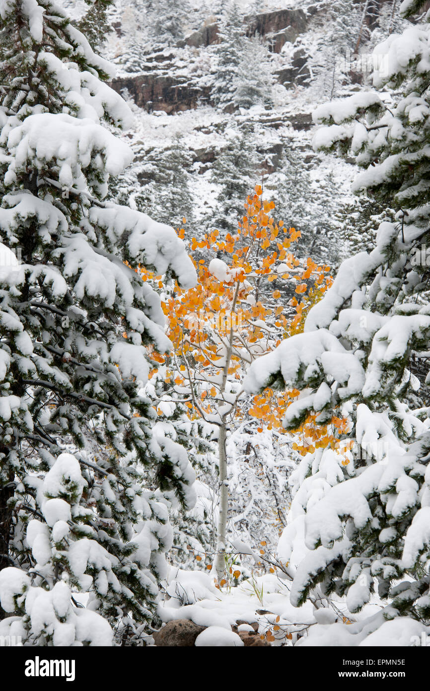 Pins avec snow laden branches, et un petit tremble avec la couleur orange vif. Banque D'Images