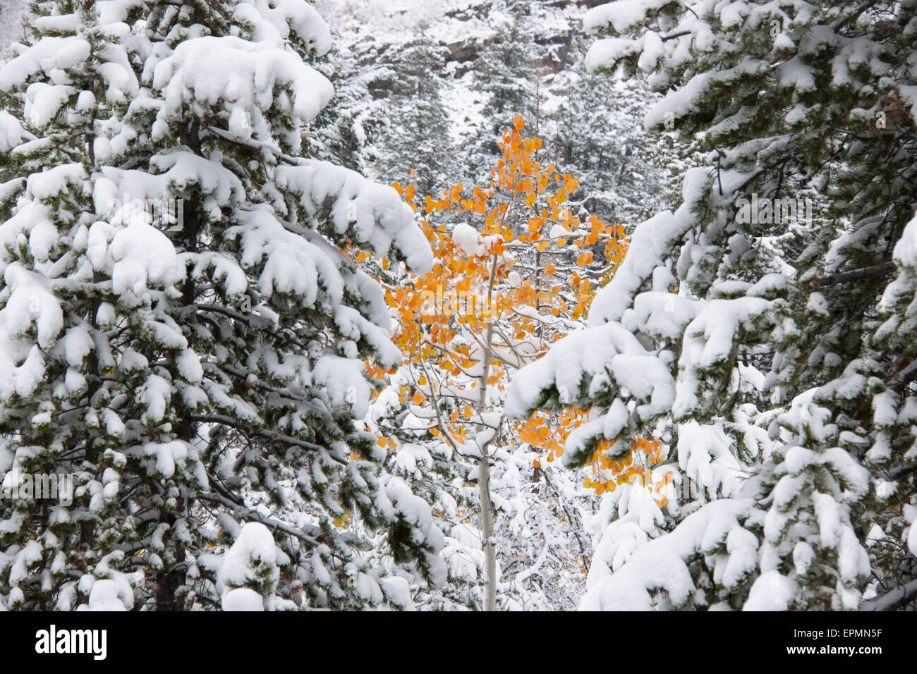 Pins avec snow laden branches, et un petit tremble avec la couleur orange vif. Banque D'Images