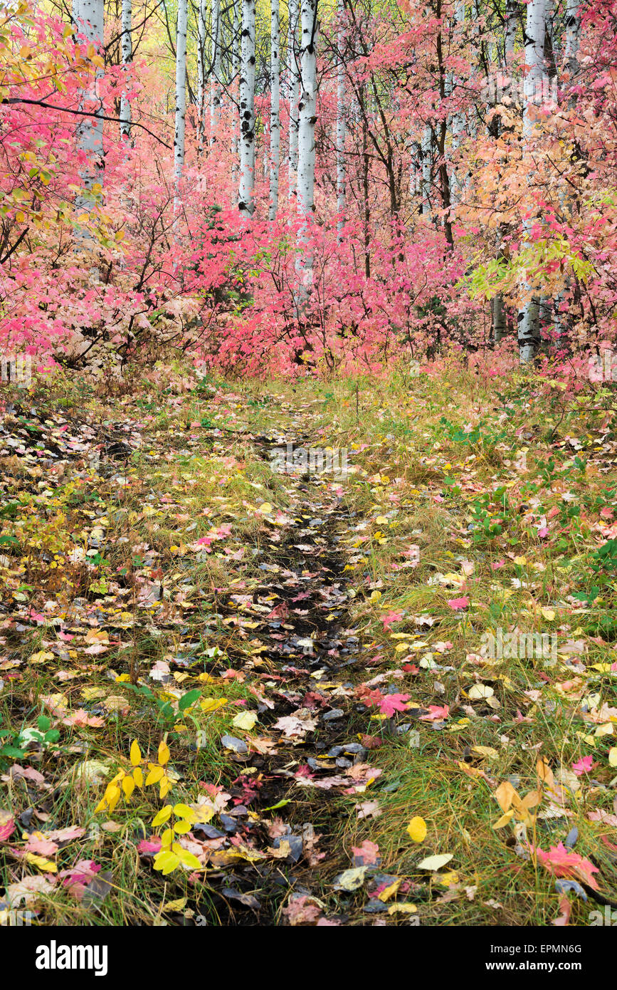 Un sentier à travers les bois. La couleur du feuillage d'automne vives sur l'érable et le tremble de feuilles d'arbres. Banque D'Images