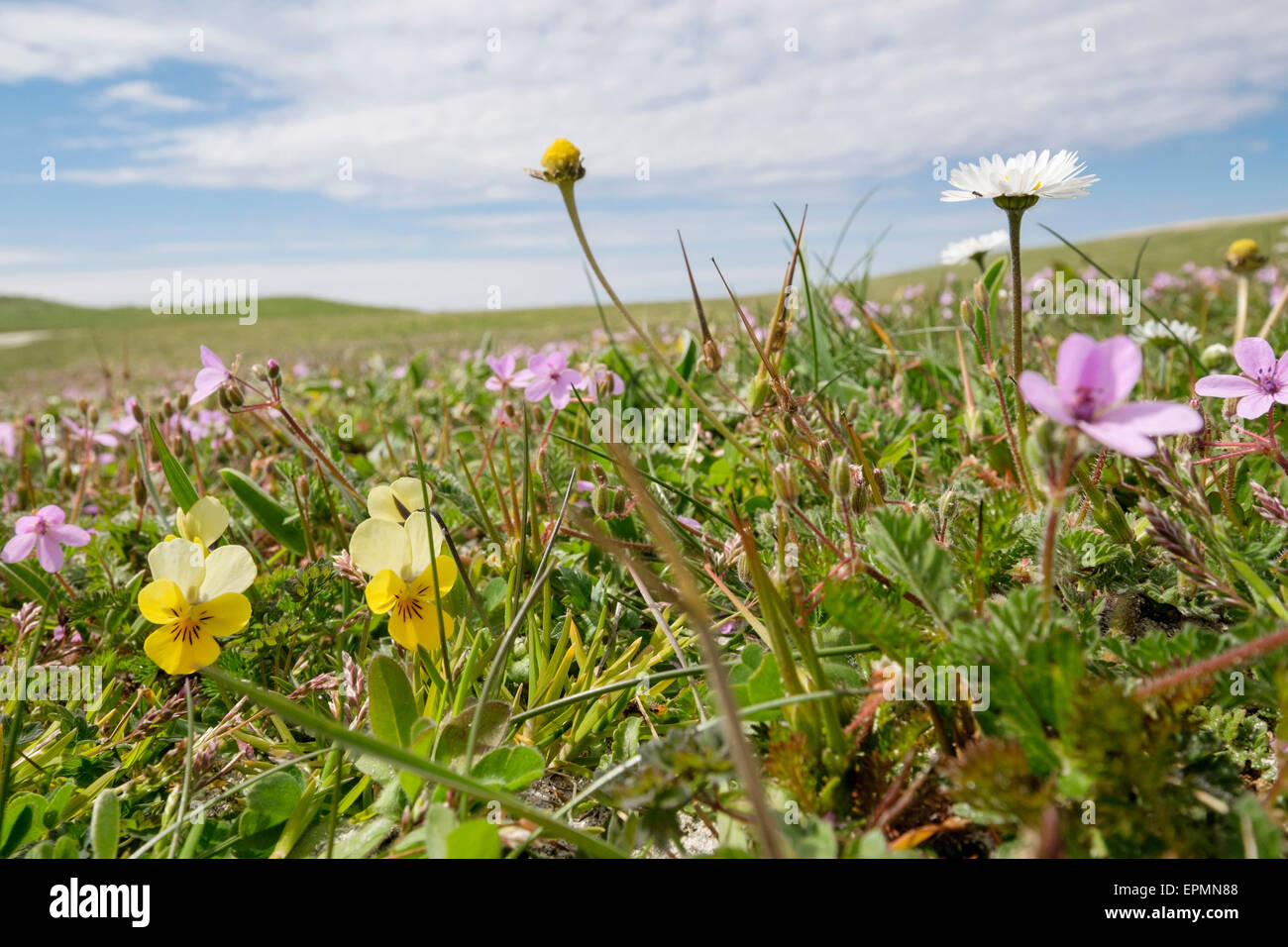 Diversité des fleurs sauvages indigènes poussant dans les prairies en été "machair" écossais à Balranald Réserve Naturelle RSPB North Uist Scotland UK Banque D'Images
