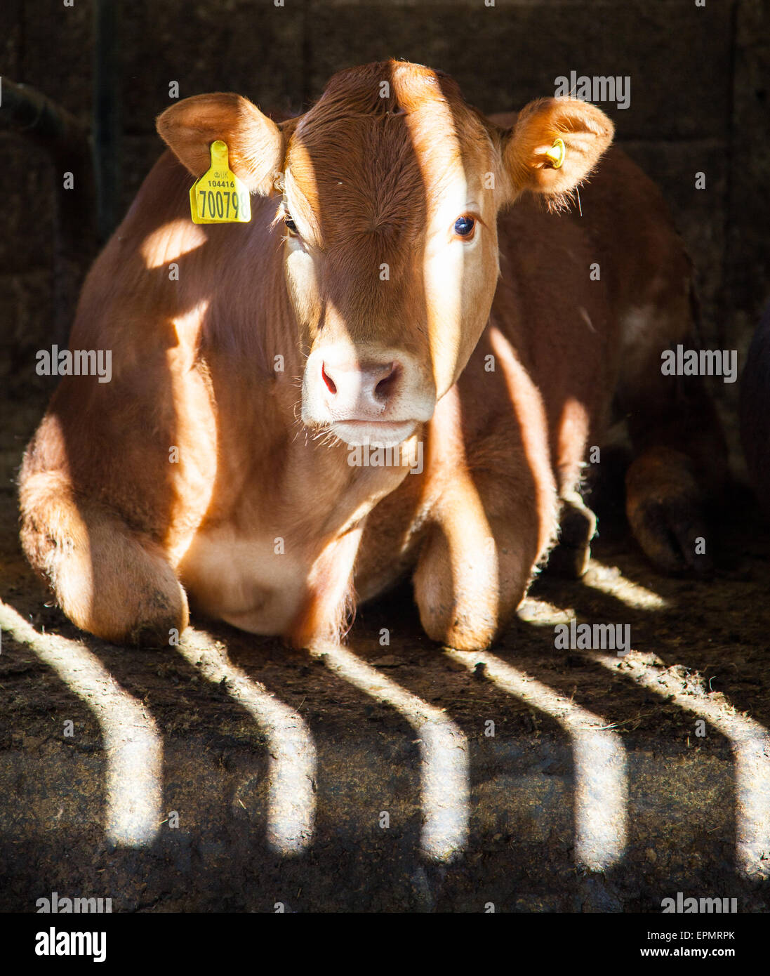 La lumière du soleil pommelé sur une vache dans une ferme près de hangar près de Sawrey, Lake District, Cumbria Banque D'Images