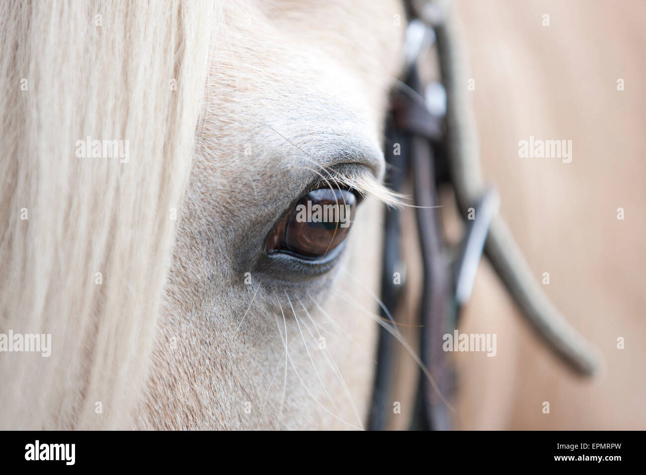 Un cheval palomino eye, close-up Banque D'Images