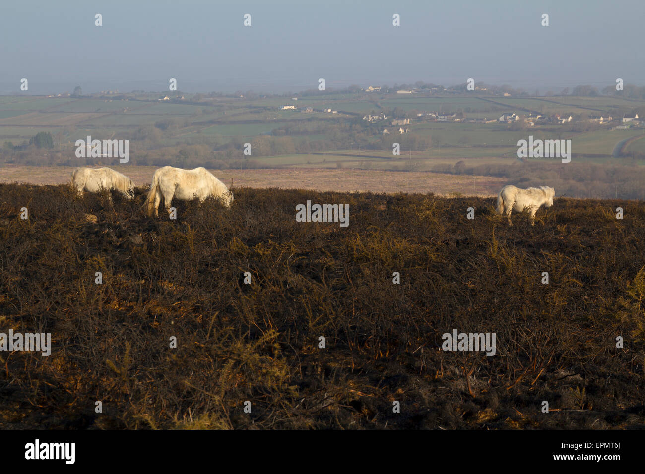 Poneys sauvages sur le pâturage des prairies, Rhossili heather brûlé vers le bas, la péninsule de Gower, Swansea, Glamorgan, Pays de Galles, Royaume-Uni Banque D'Images