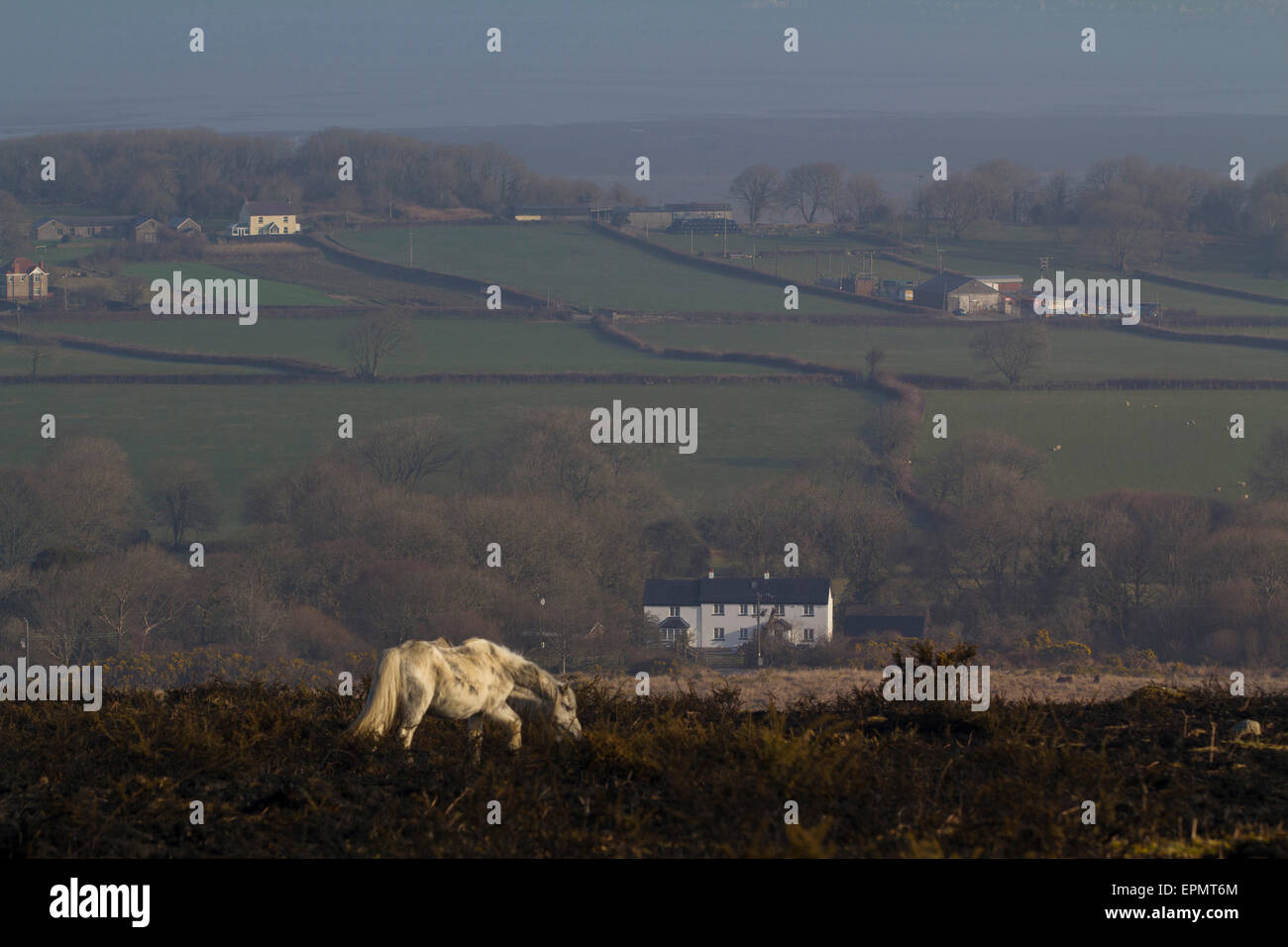 Poneys sauvages sur le pâturage des prairies, Rhossili heather brûlé vers le bas, la péninsule de Gower, Swansea, Glamorgan, Pays de Galles, Royaume-Uni Banque D'Images