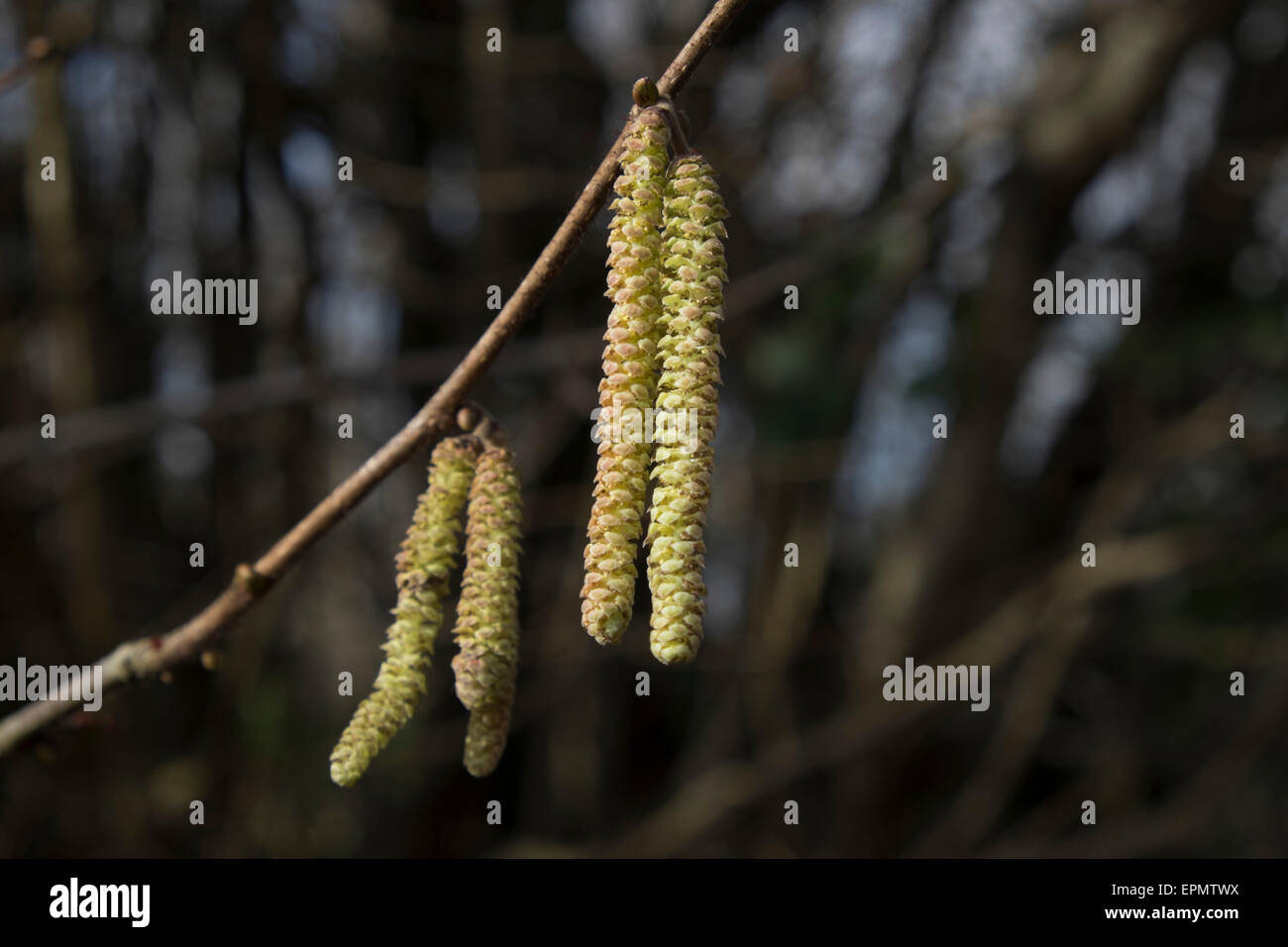 Les fleurs mâles ou chatons de bouleau verruqueux (Betula pendula) Banque D'Images
