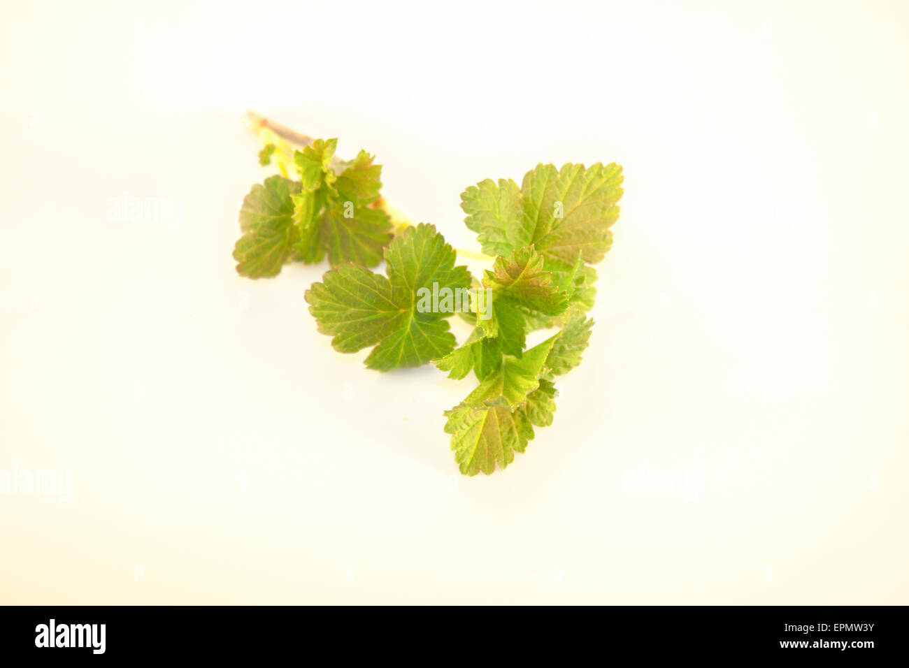 Earley, jeunes, printemps CASSIS Ribes nigrum feuilles, isolé sur fond blanc Banque D'Images