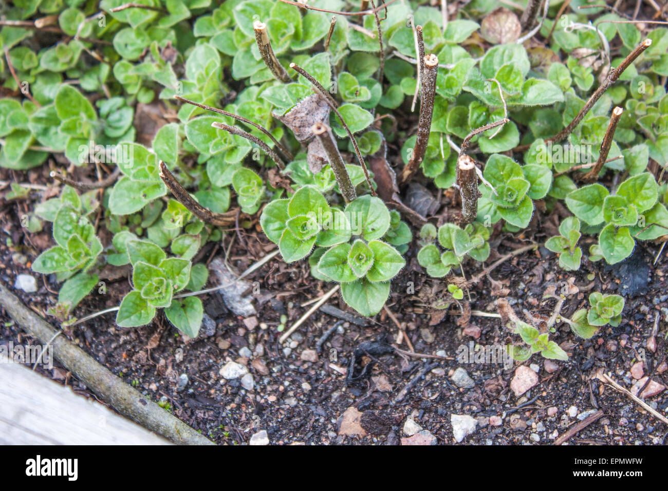 Origan Origanum vulgare, dans un jardin aux herbes Banque D'Images