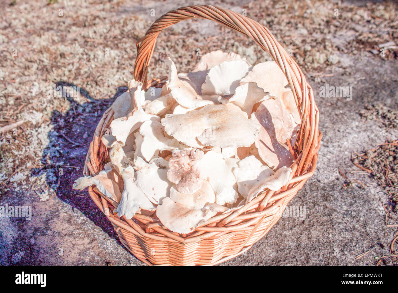 Panier en osier plein de moutons blancs polypore Banque D'Images