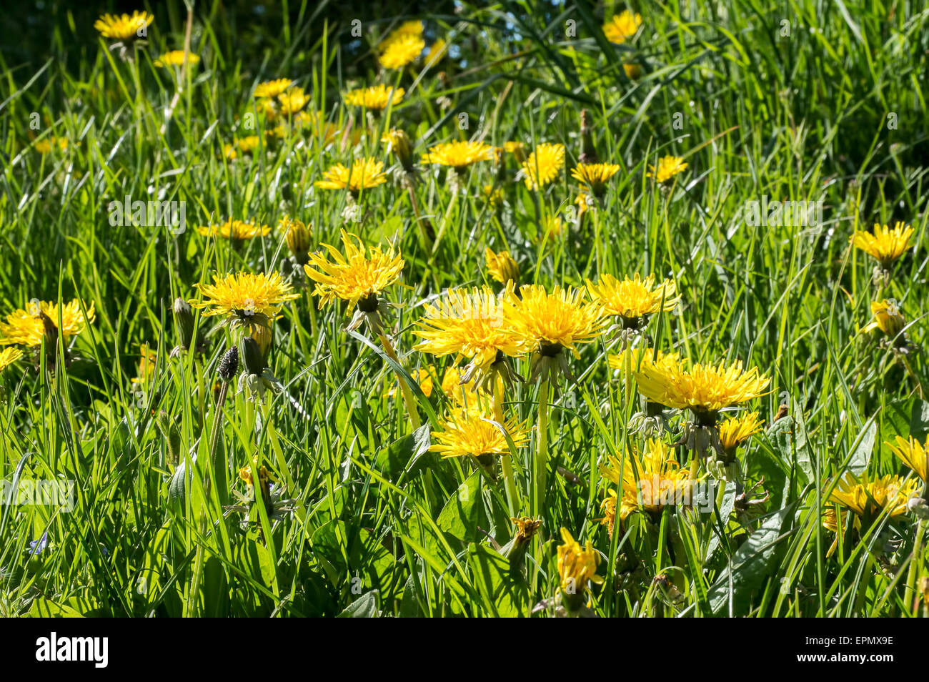 Les pissenlits poussent à l'état sauvage sur une journée ensoleillée Banque D'Images