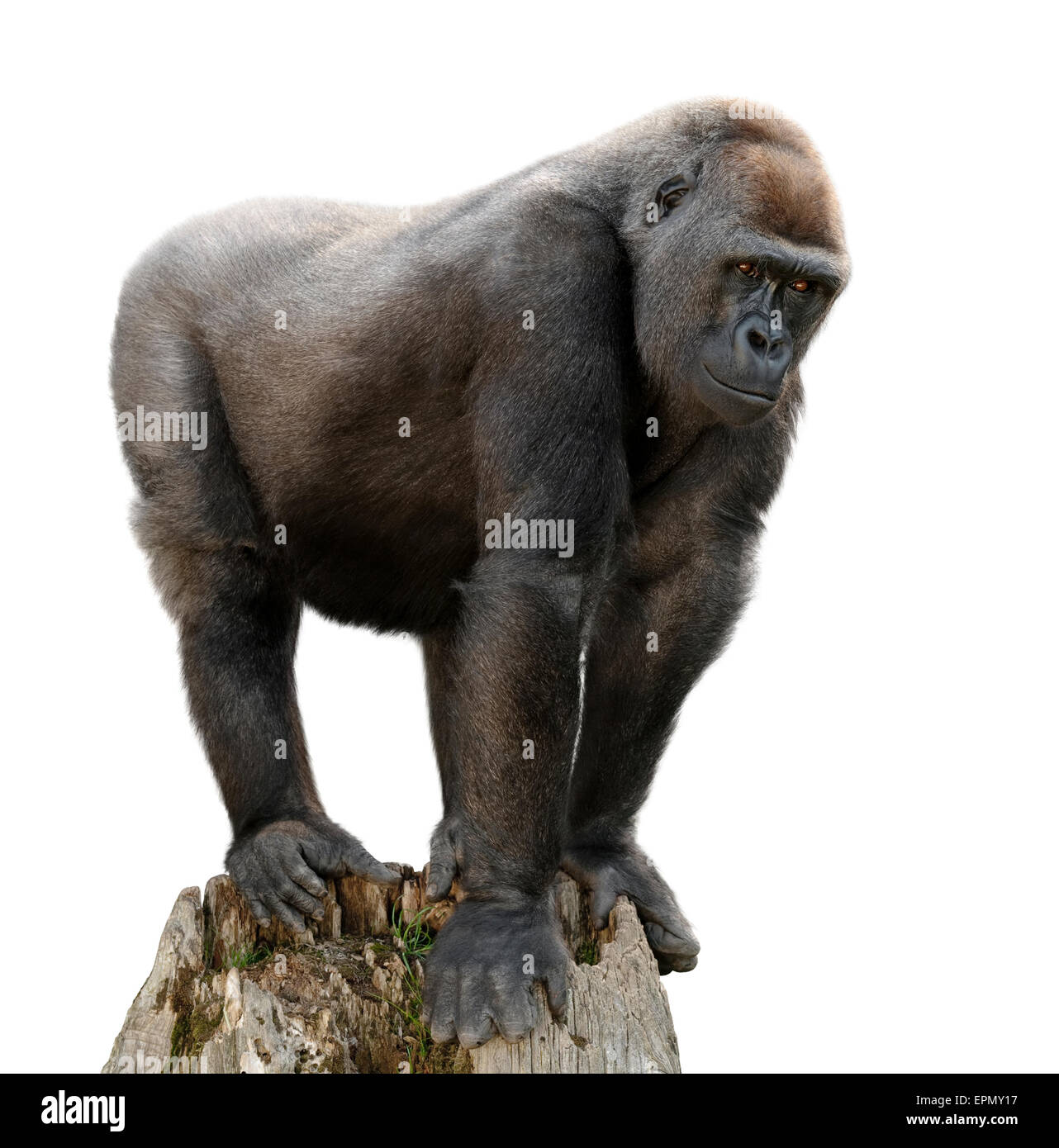 Gorilla majestueusement debout sur un affût, isolé sur blanc purte Banque D'Images
