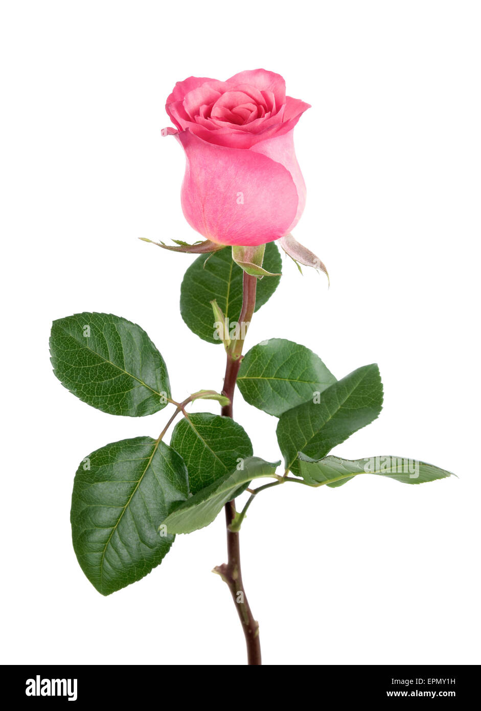 Studio de l'isolement d'une délicate rose rose sur fond blanc, pur Banque D'Images