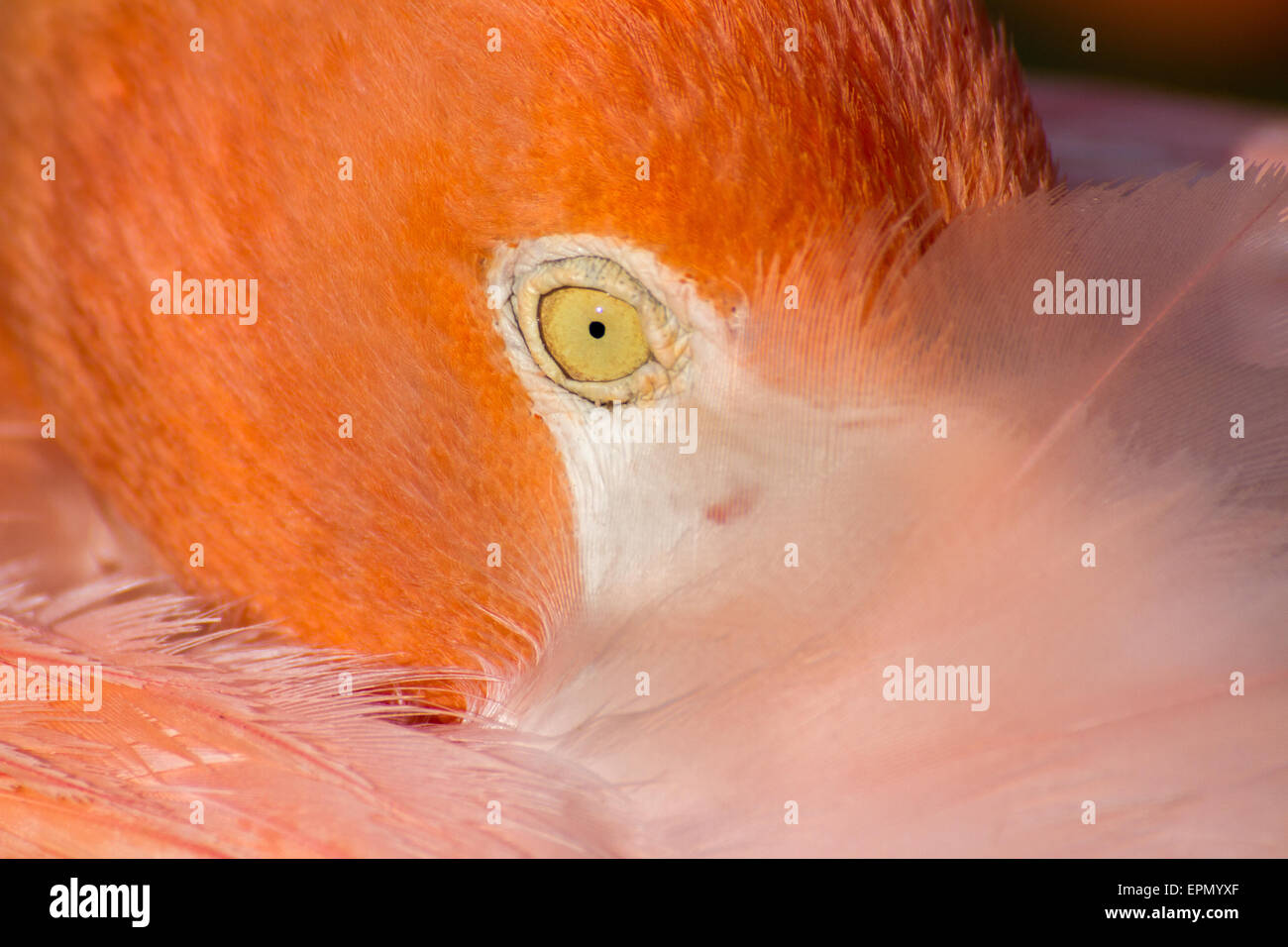 Une extrême close-up d'un American Flamingo. Banque D'Images