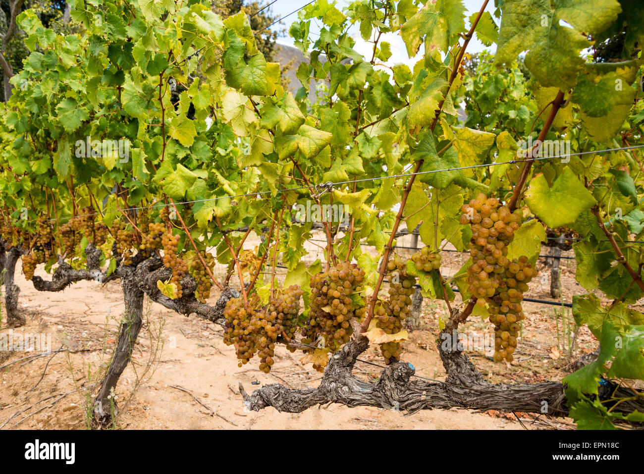 Vignes, Groot Constantia Wine Estate, Constantia, Cape Town, Western Cape Province, République d'Afrique du Sud Banque D'Images