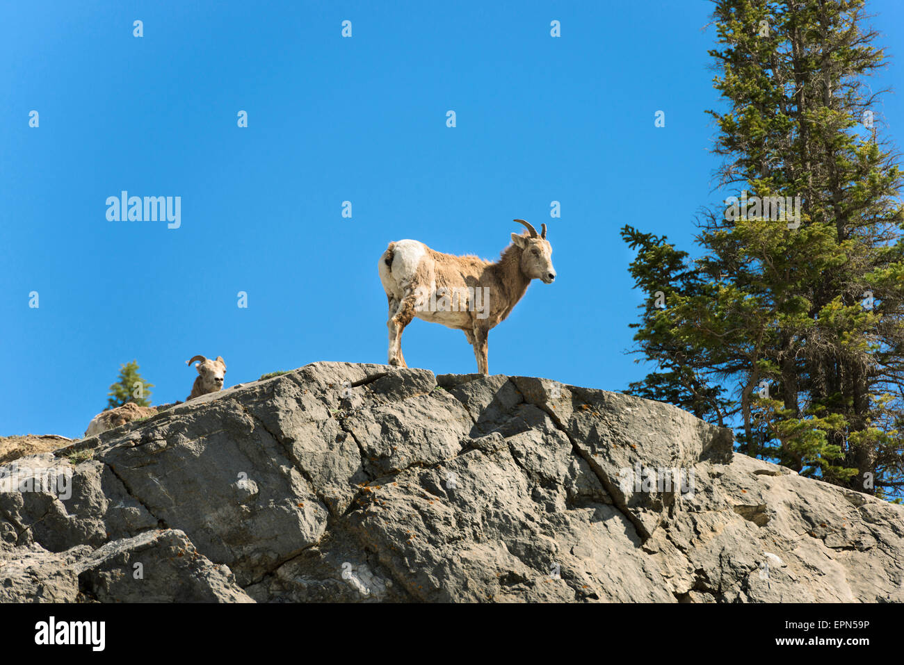 Les cornes de moutons femelles rock Banque D'Images