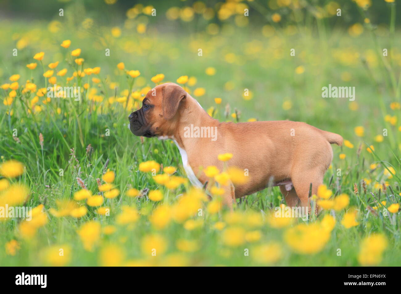 Chiot dans un champ Banque D'Images