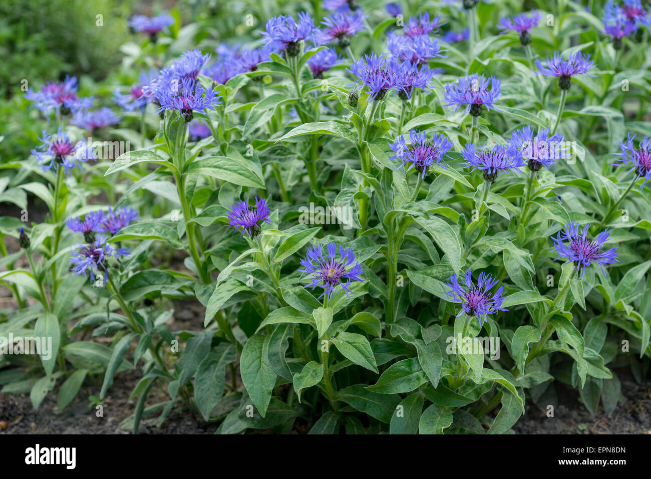 Bleuet bleu en pleine floraison centaurea montana Banque D'Images