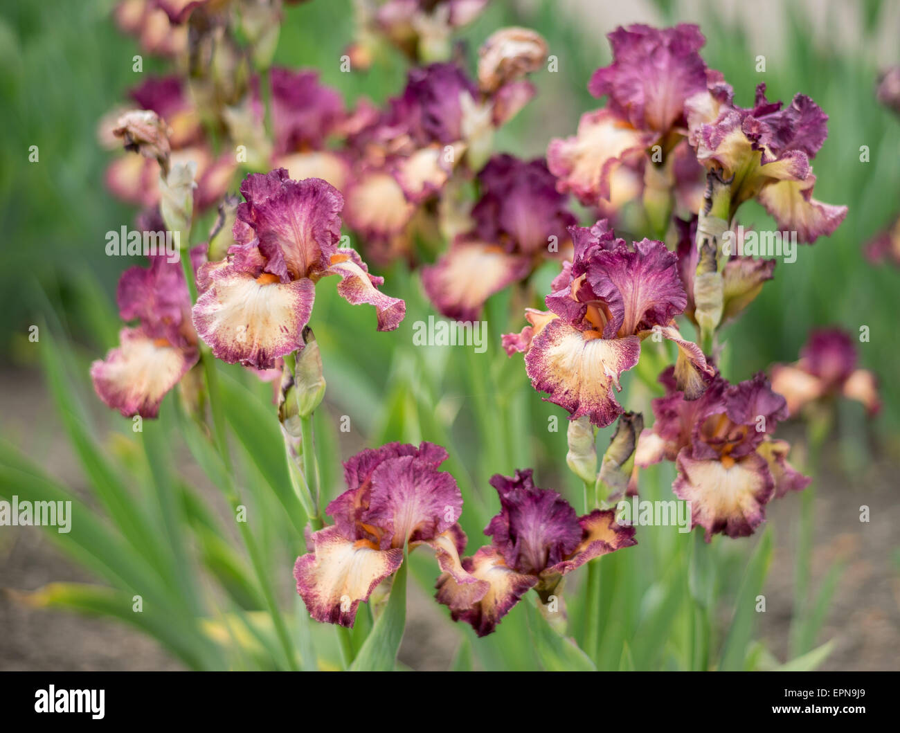 Bourgogne iris fleurs close up Banque D'Images
