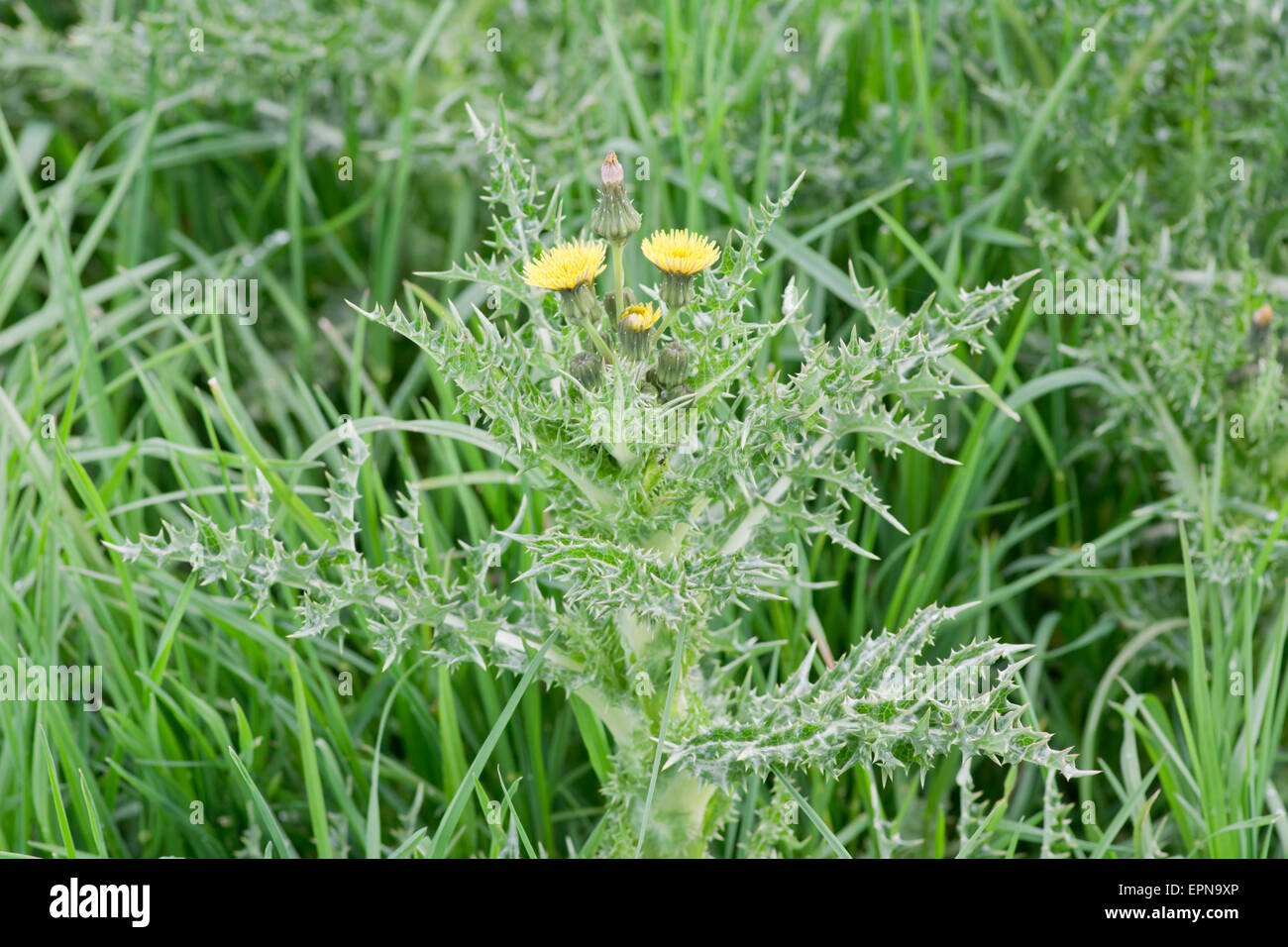 Sonchus asper, laiteron piquant Banque D'Images