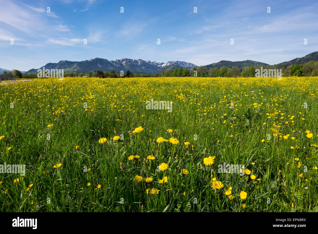 Spring meadow de pissenlits et renoncules, Brauneck et Benediktenwand, Wackersberg, Isarwinkel, Haute-Bavière, Bavière Banque D'Images