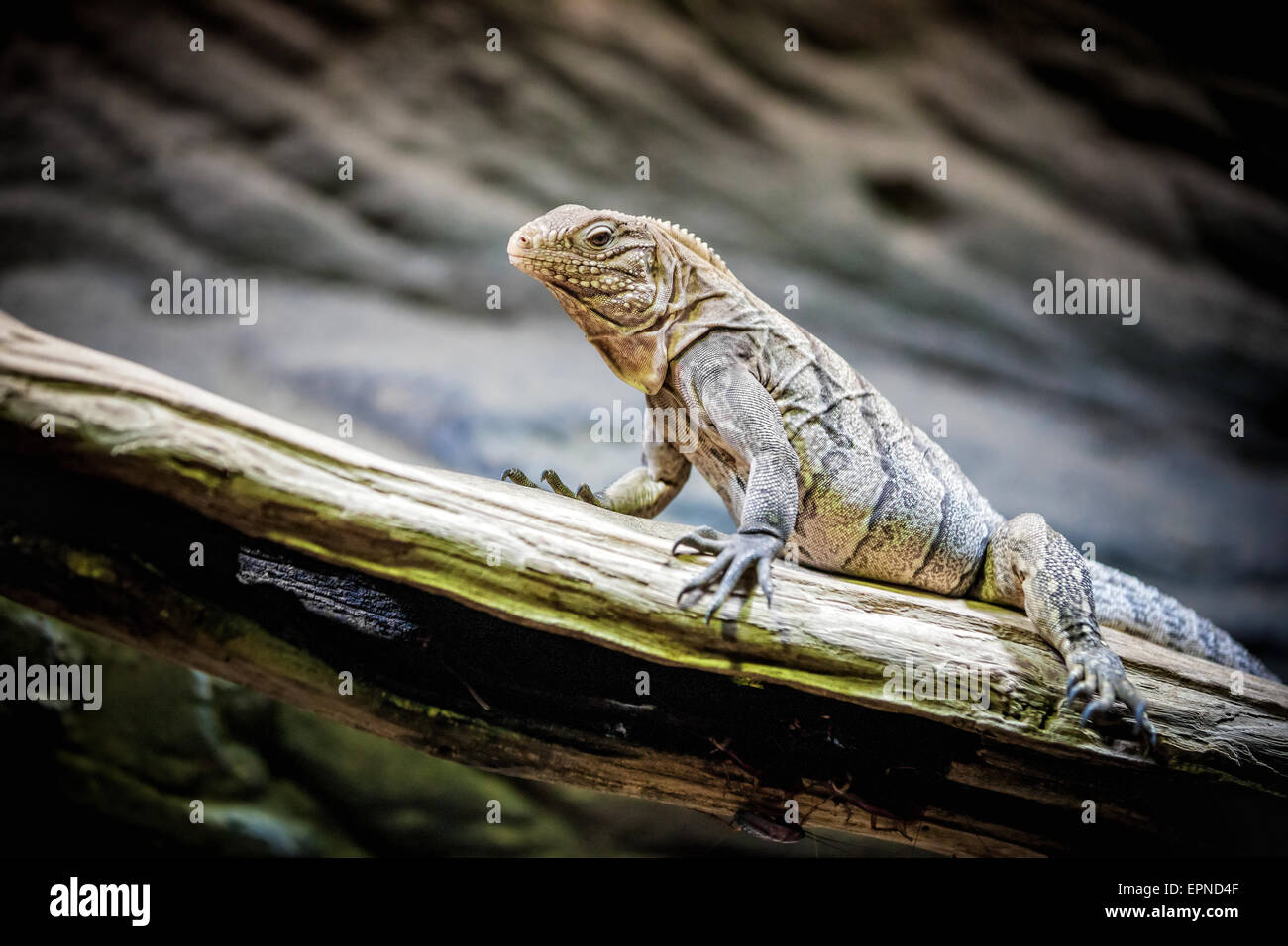 Peu d'iguane Rhinocéros (Cyclura cornuta) Banque D'Images