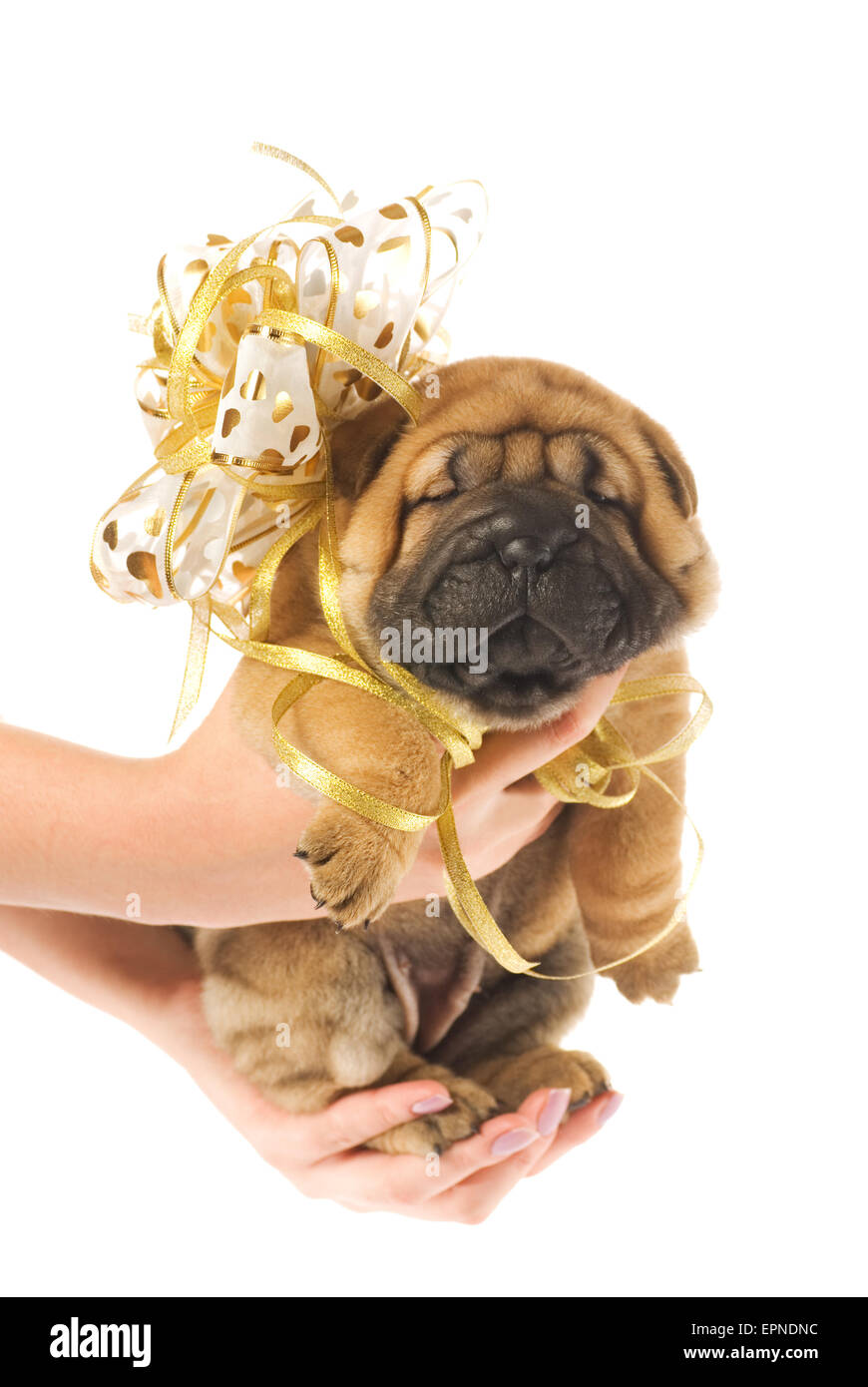 Les mains tenant belle sharpei chiots avec archet d'or isolé sur fond blanc Banque D'Images