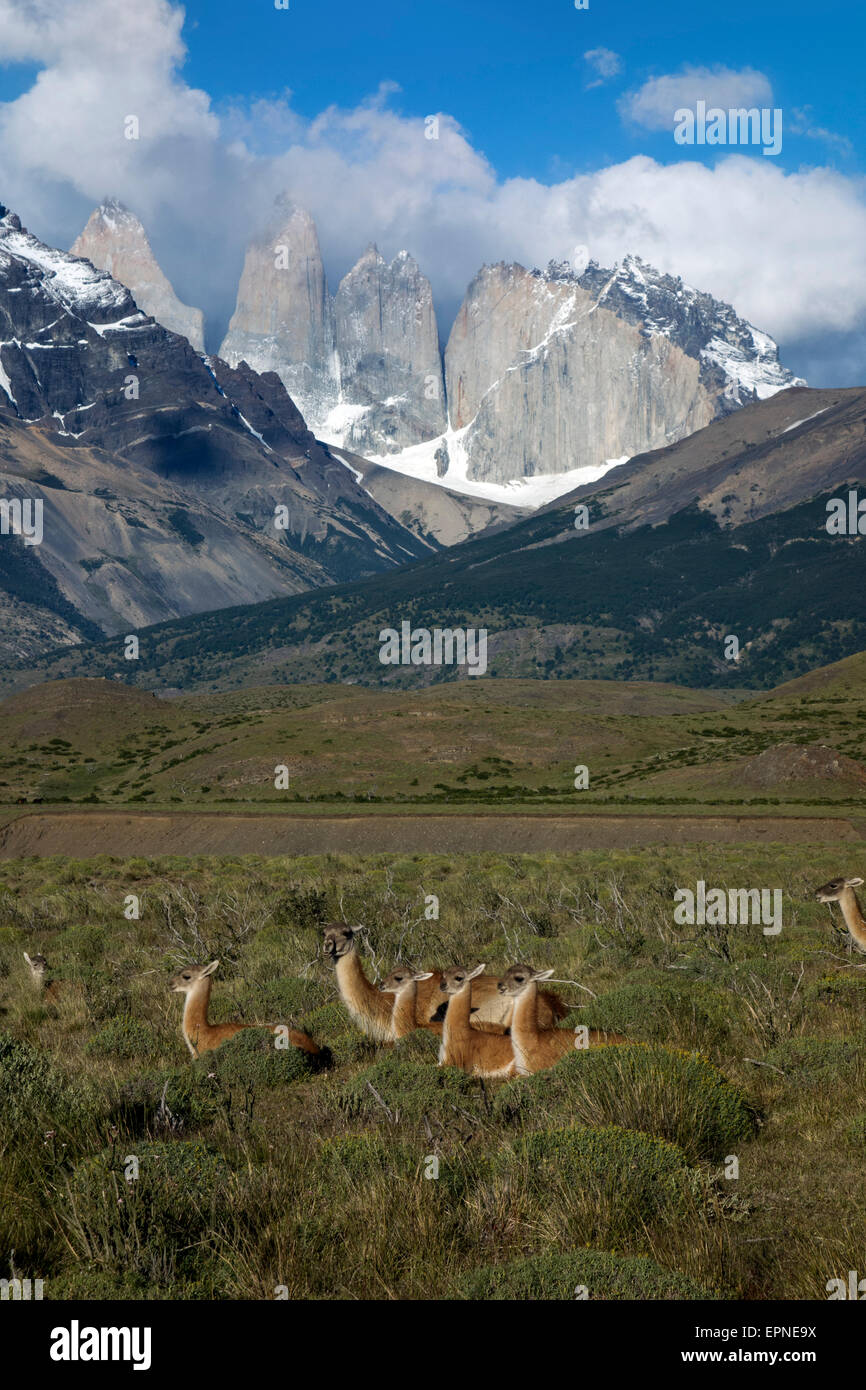Guanacos sauvages et Torres del Paine. Parc National Torres del Paine. La Patagonie. Chili Banque D'Images