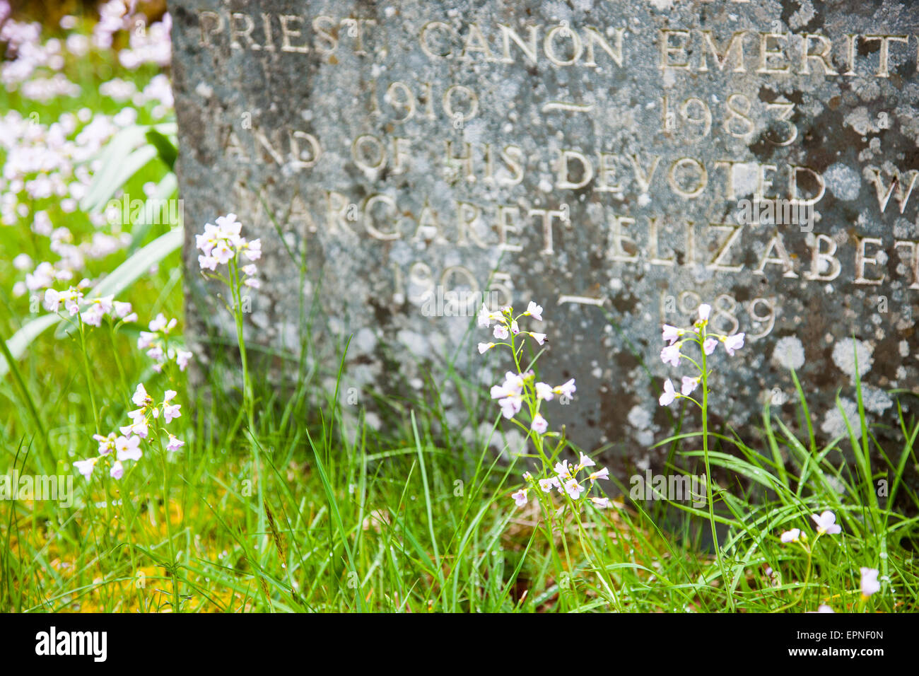 Lady's Smock (ou Cuckooflower) croissant autour d'une pierre tombale dans le cimetière de l'église Holy Trinity, dans Dunnerdale Seathwaite Banque D'Images