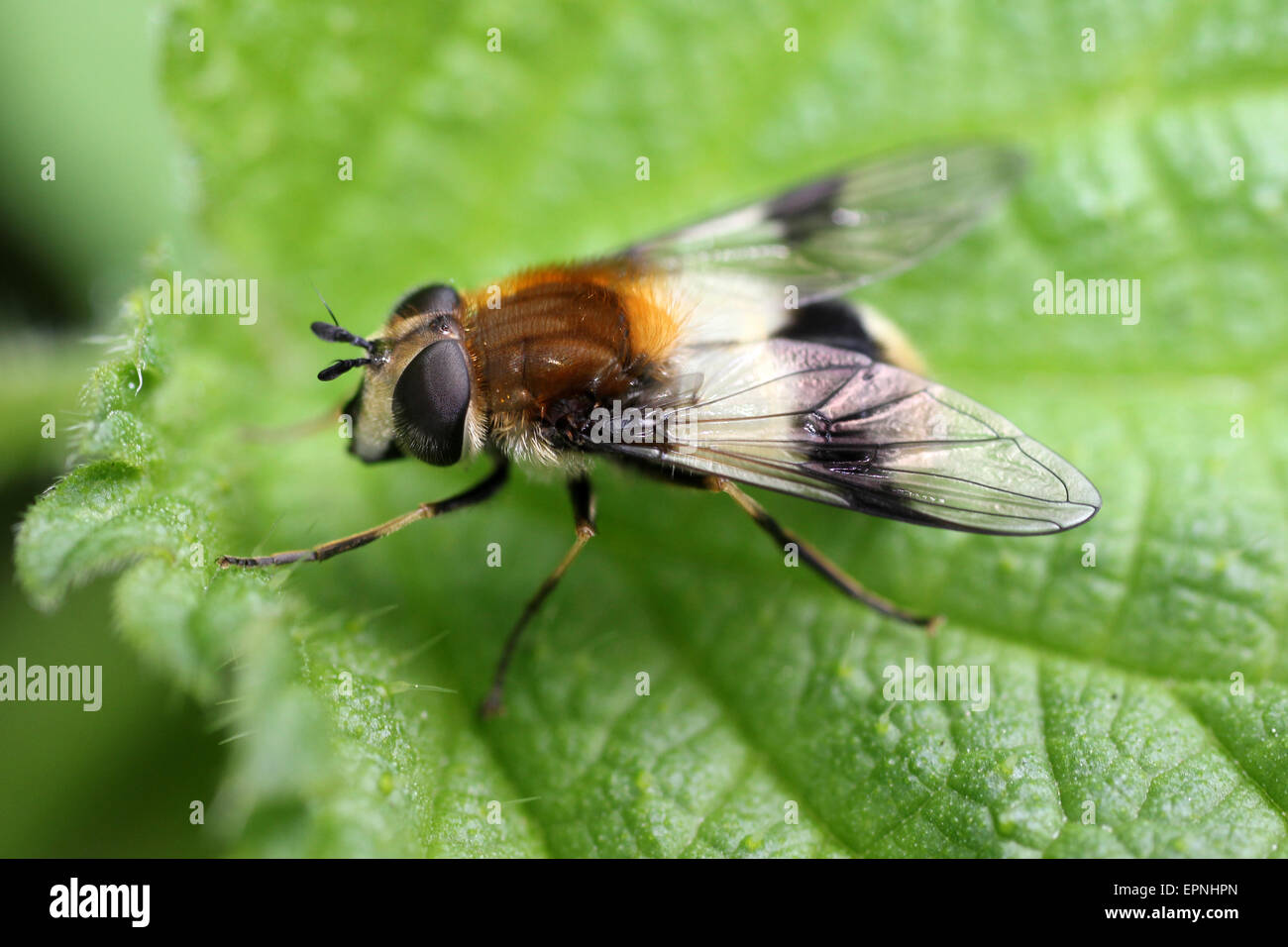 Hoverfly Leucozona lucorum Banque D'Images